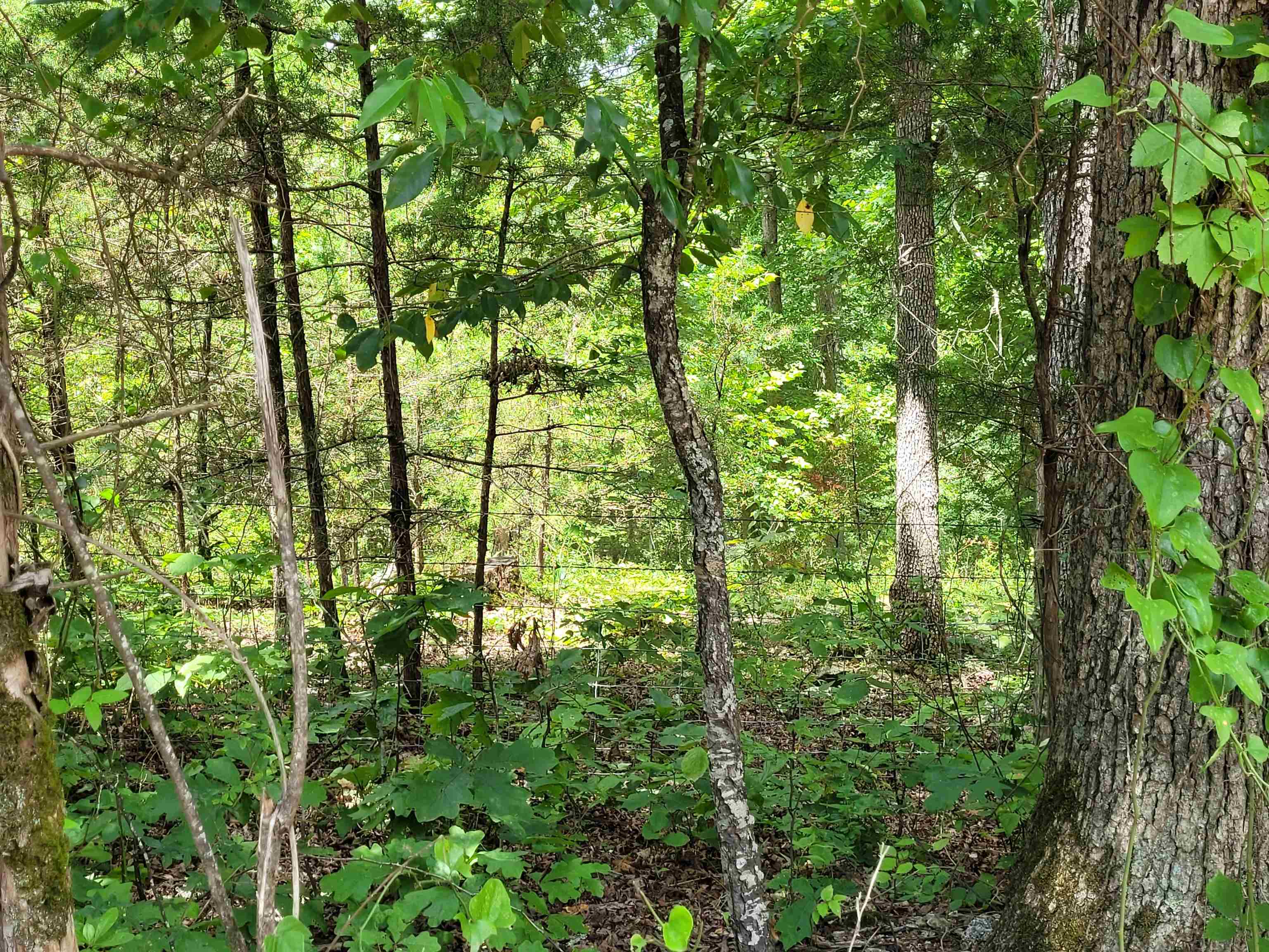 TBD Tall Timber Rd  Hardy, AR