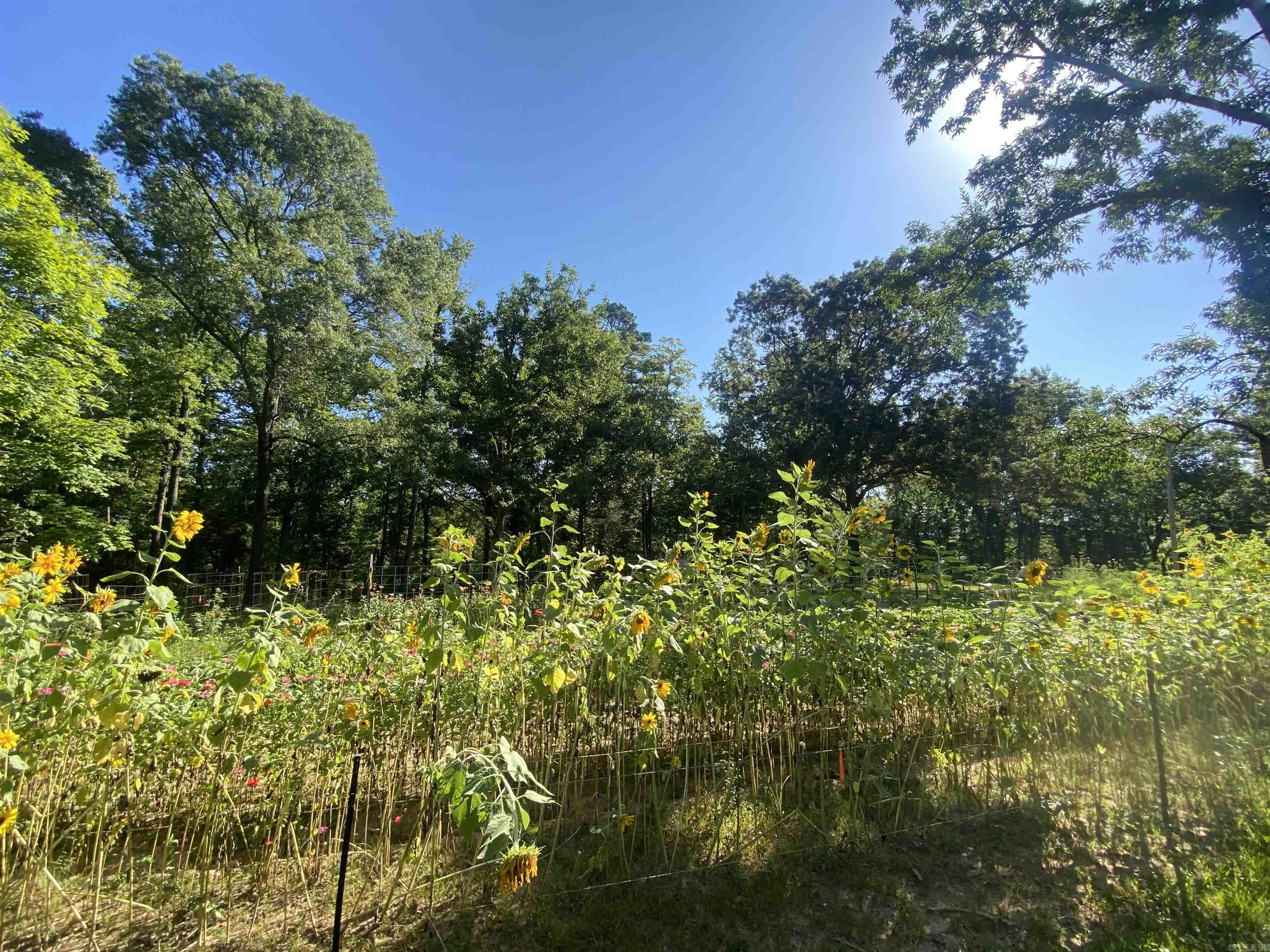 42 Dusty  Story, AR