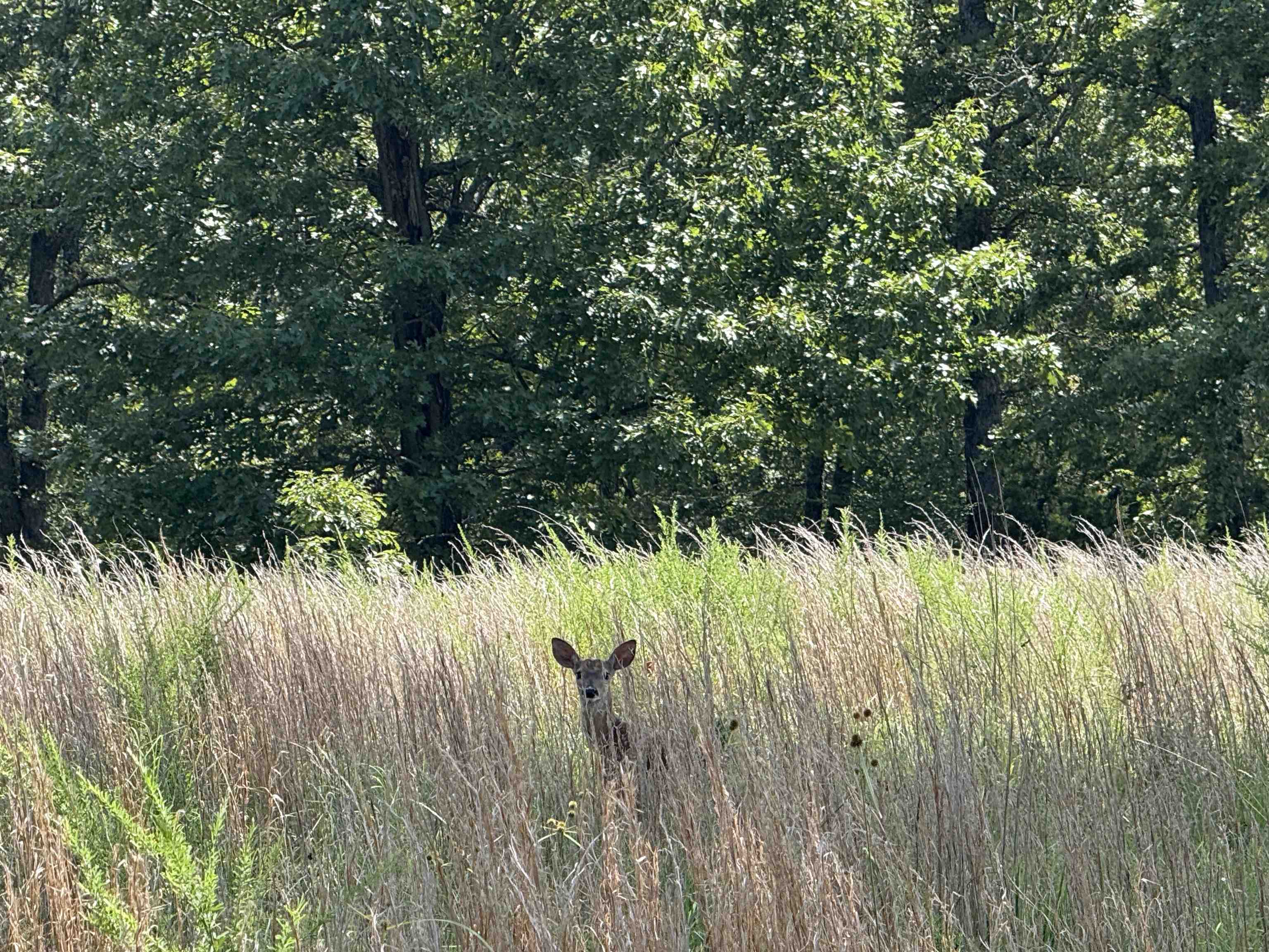 0 County Road 35  Clarkridge, AR