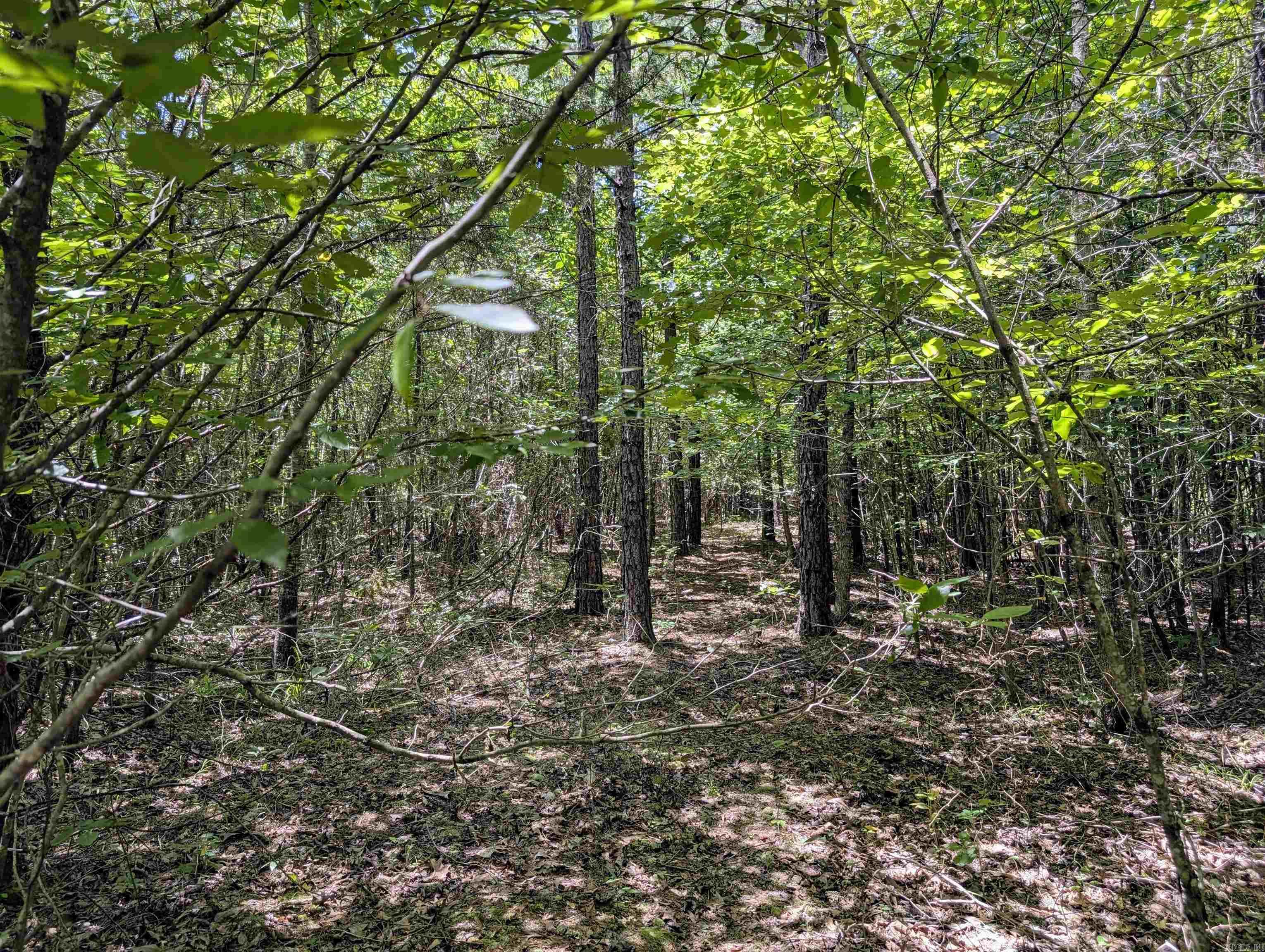 Unk Polk Road 48 and Polk 95  Mena, AR