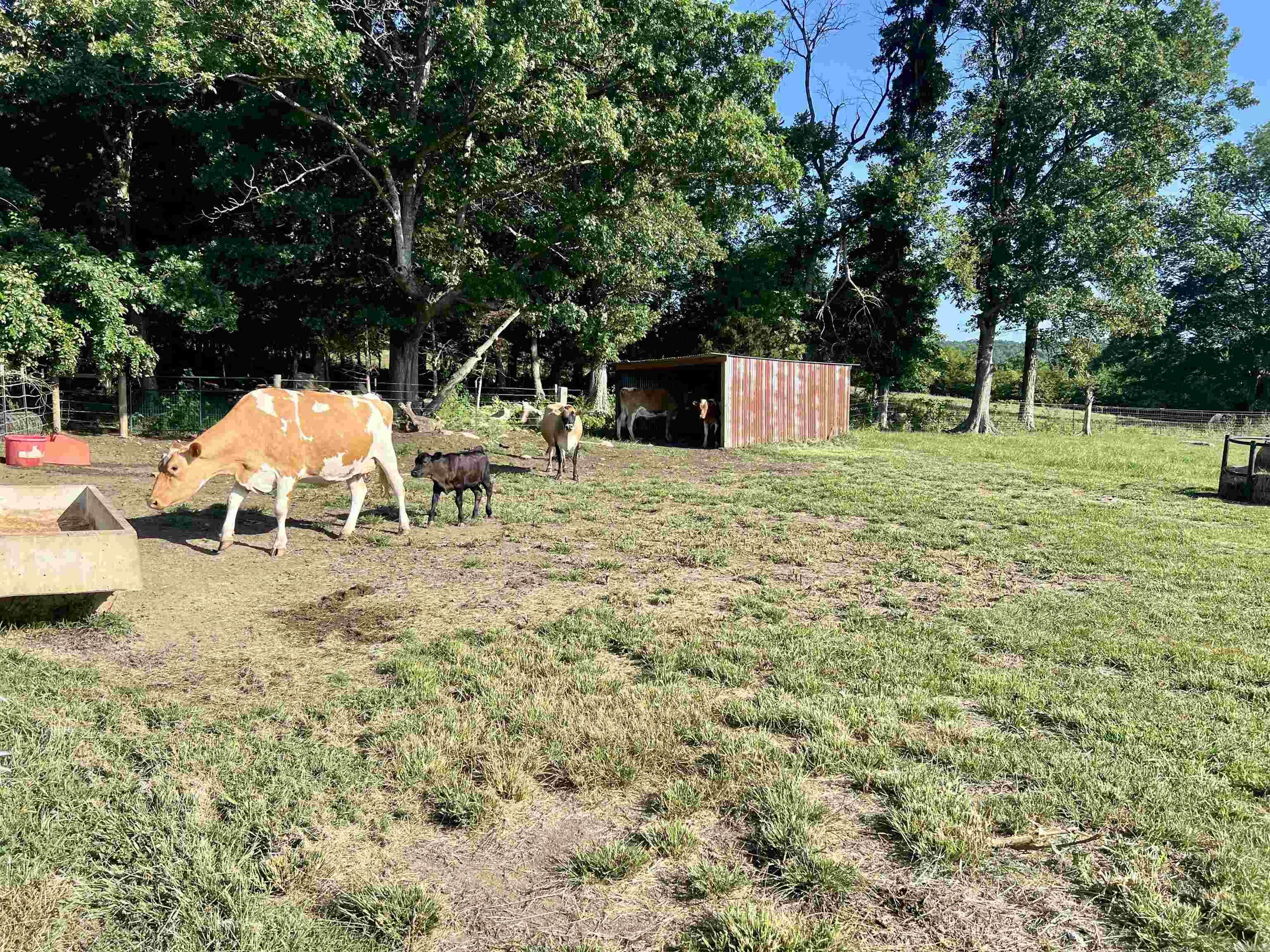 2172 Wiley's Cove Rd.  Leslie, AR