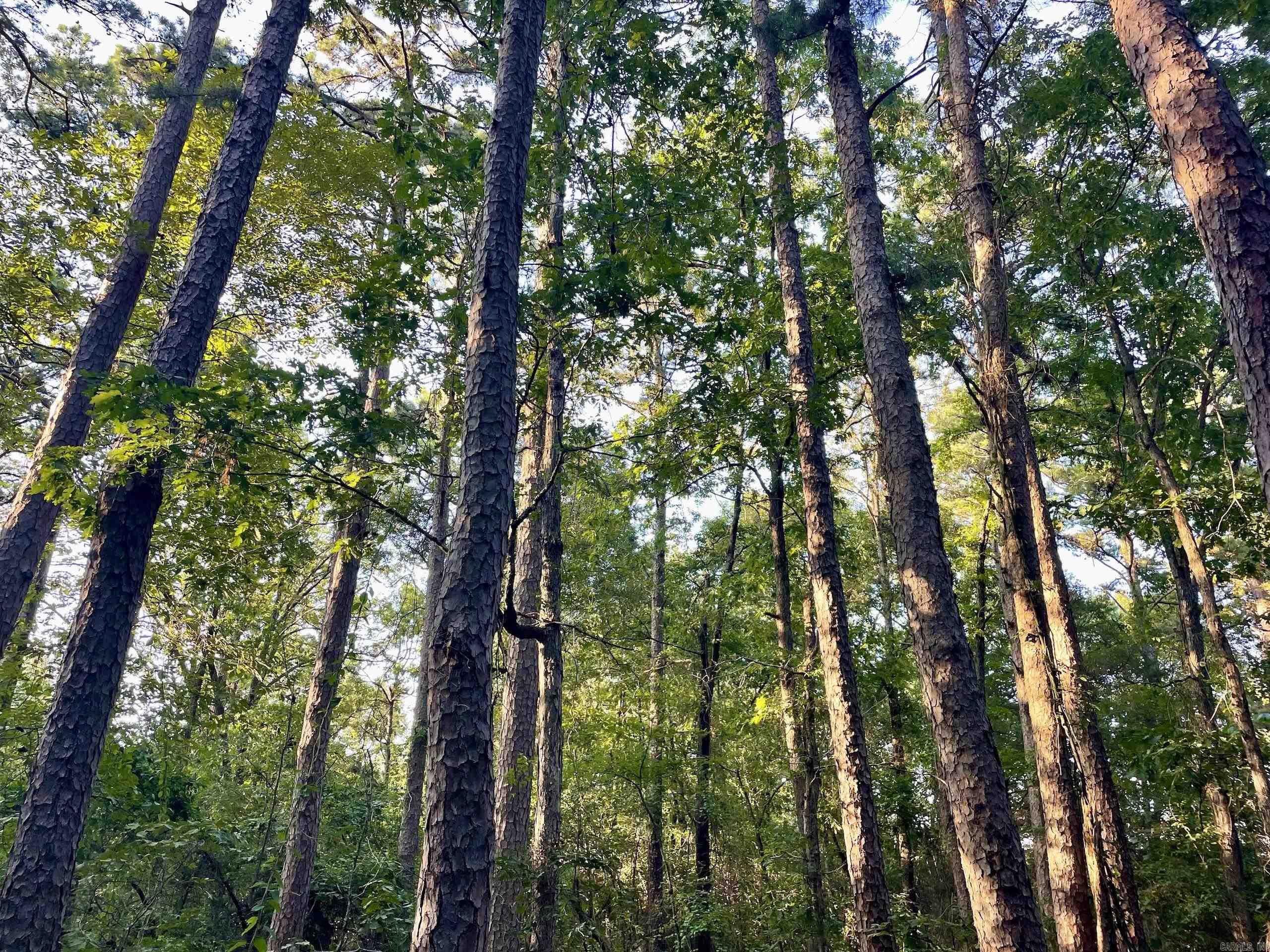 240 Oak Grove Rd  Concord, AR