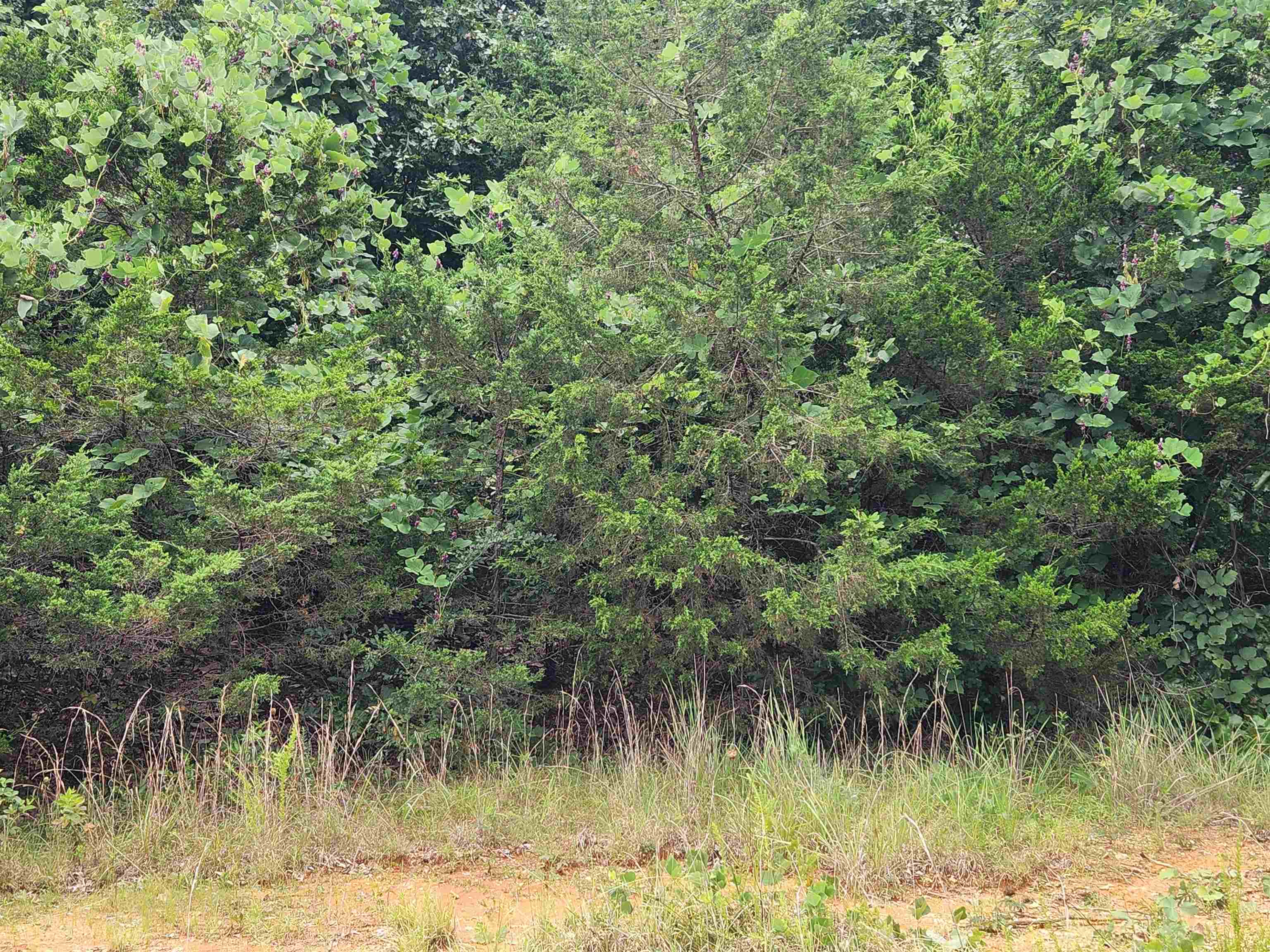 702 Dixie  Horseshoe Bend, AR