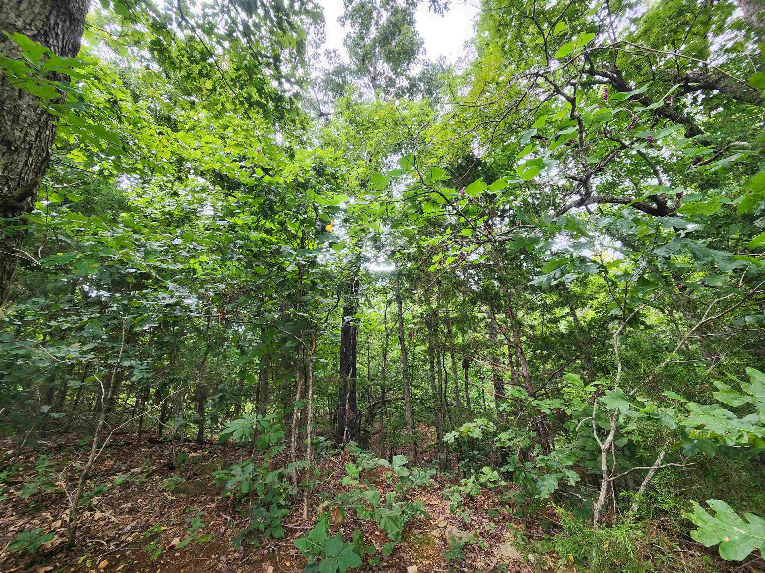 702 Dixie  Horseshoe Bend, AR