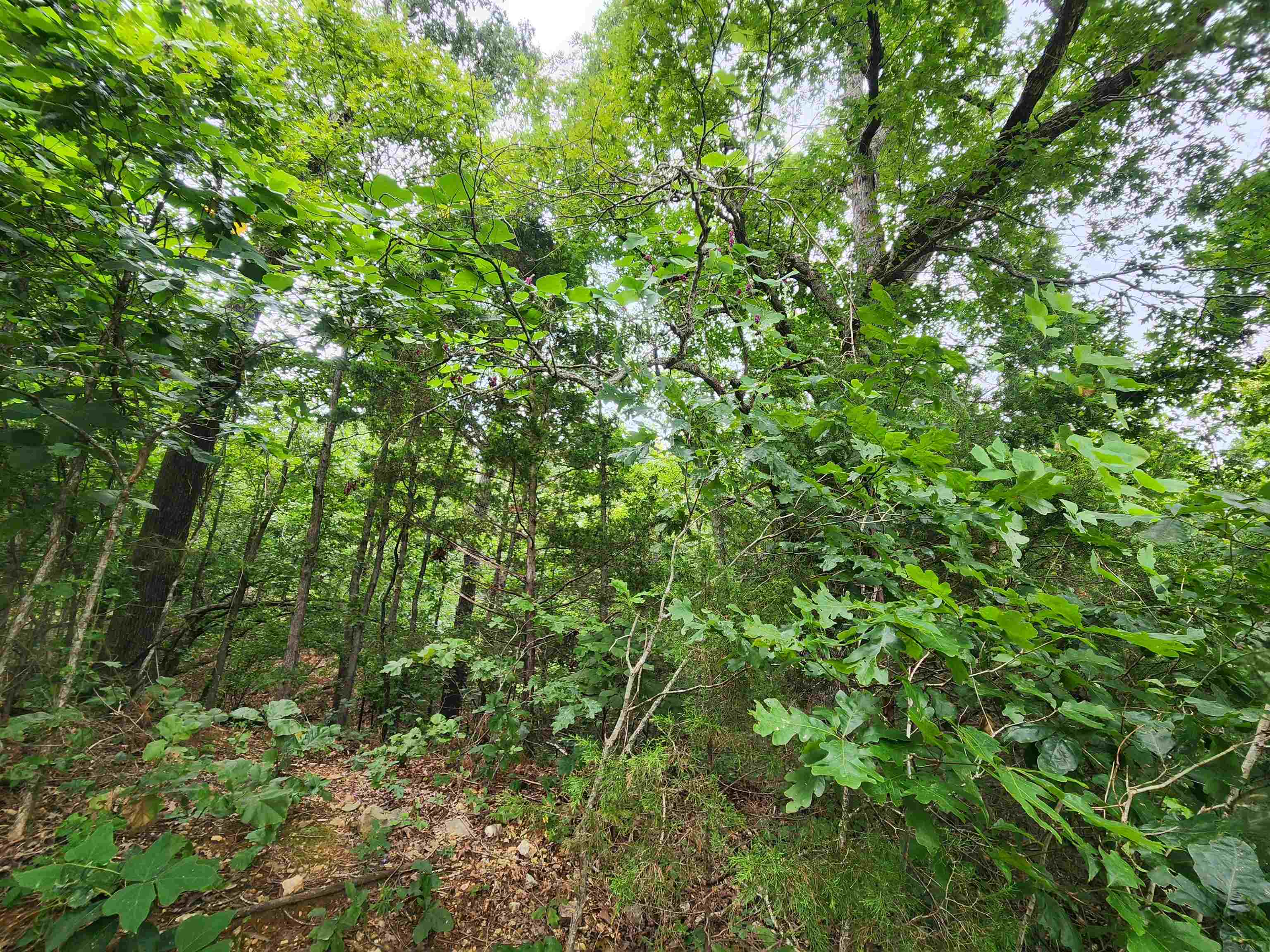 702 Dixie  Horseshoe Bend, AR