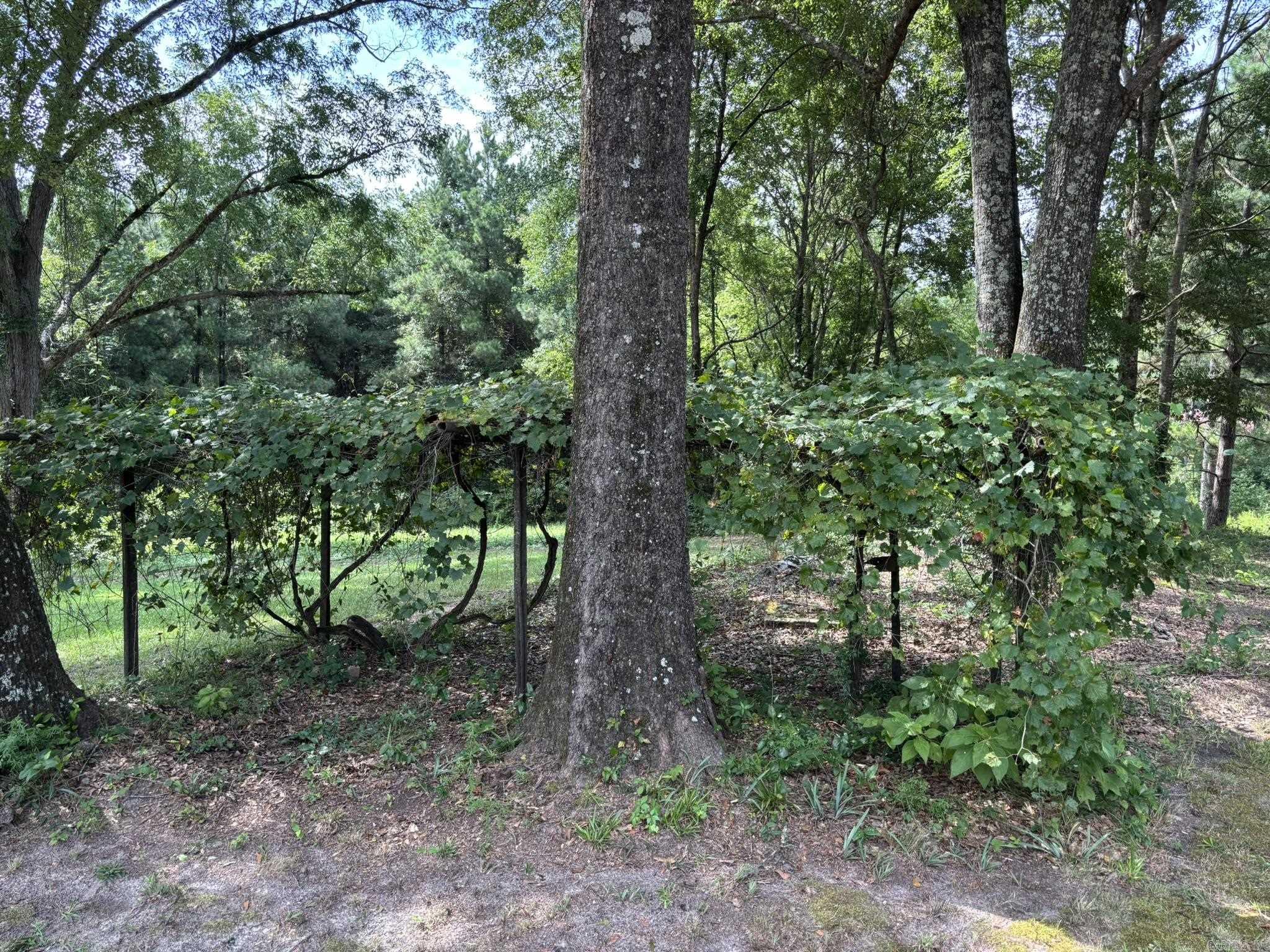795 Ouachita 12  Chidester, AR