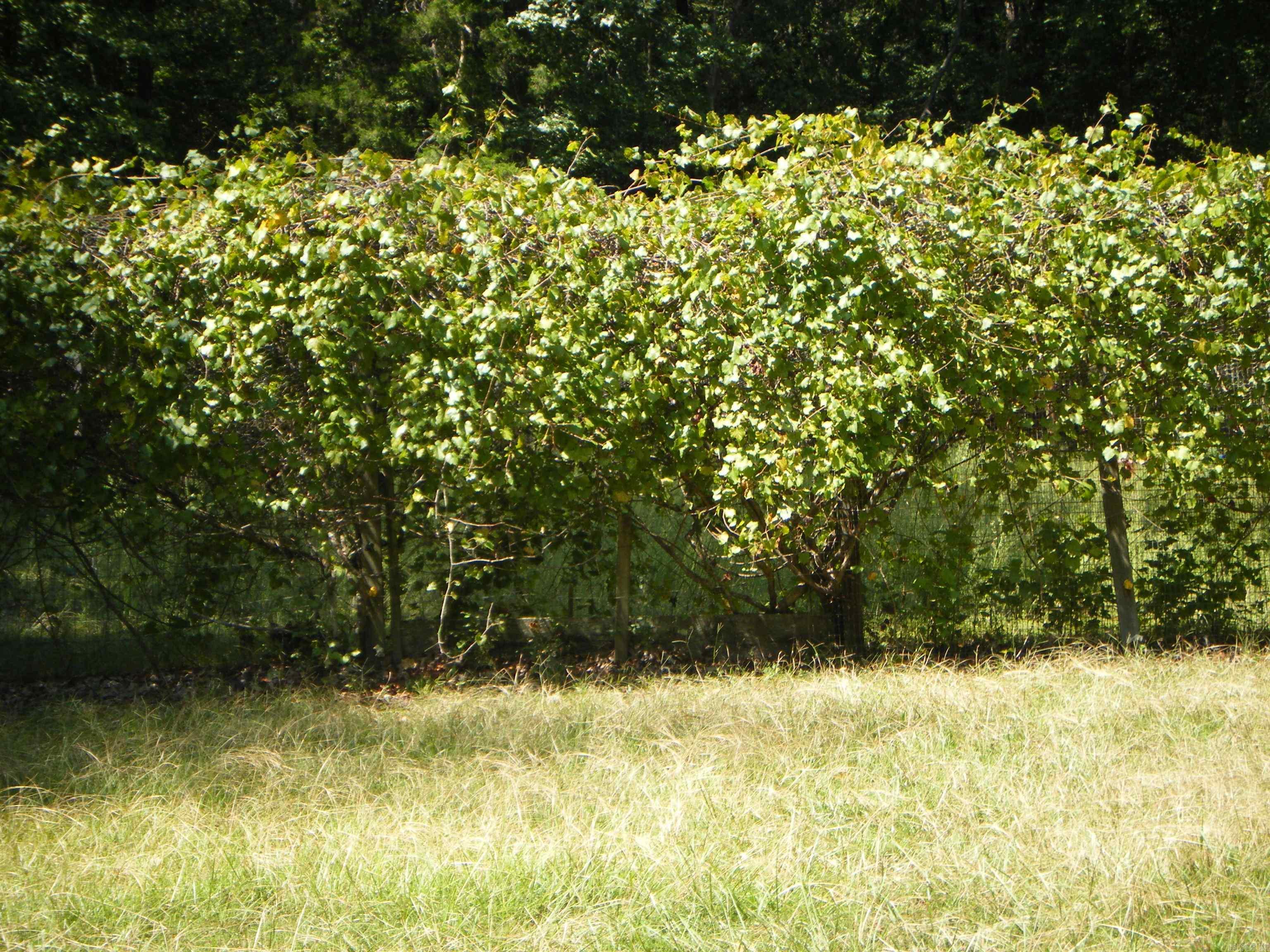 420 E Farm  Delight, AR