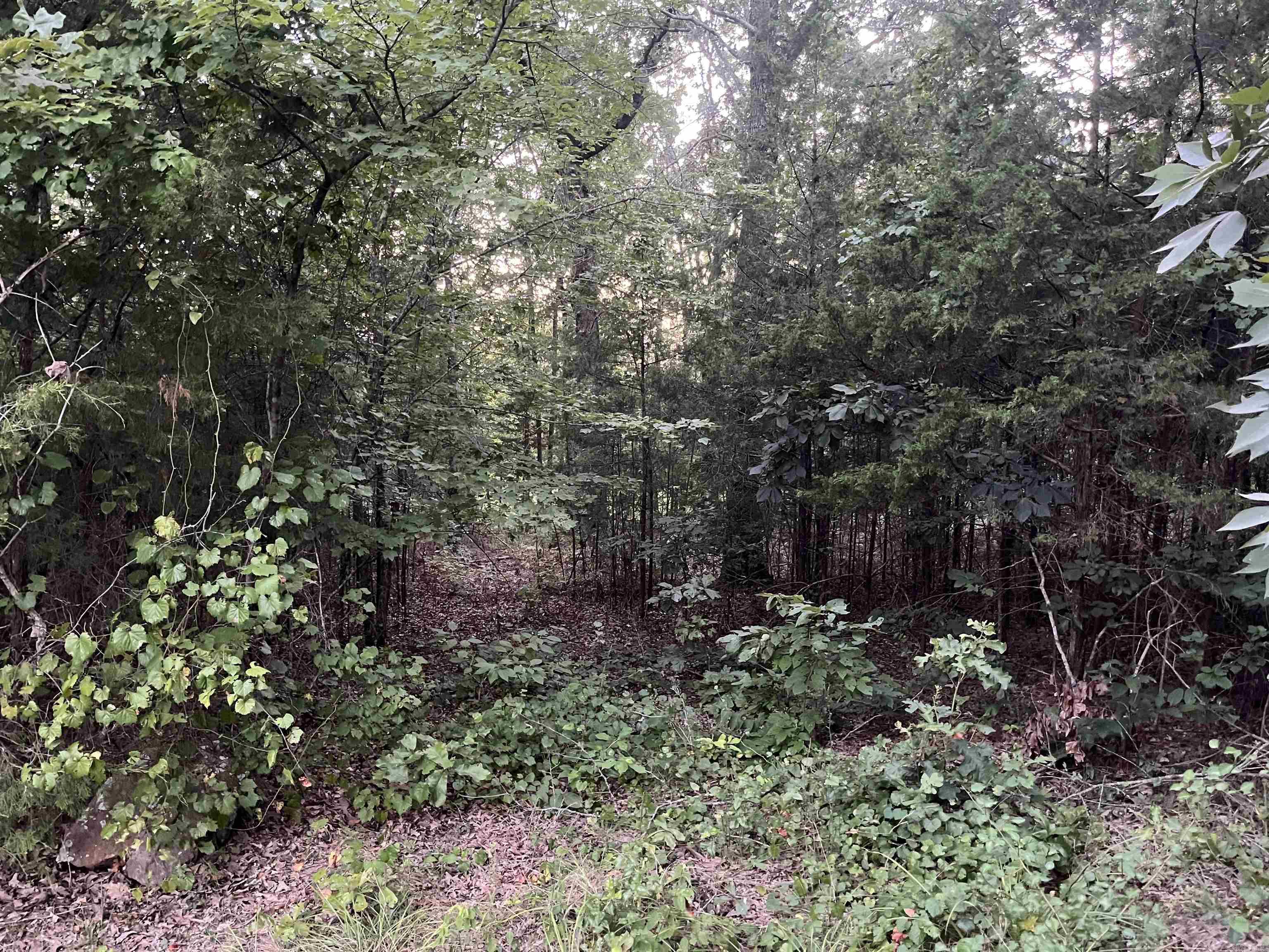 11 Talon Lane  Edgemont, AR