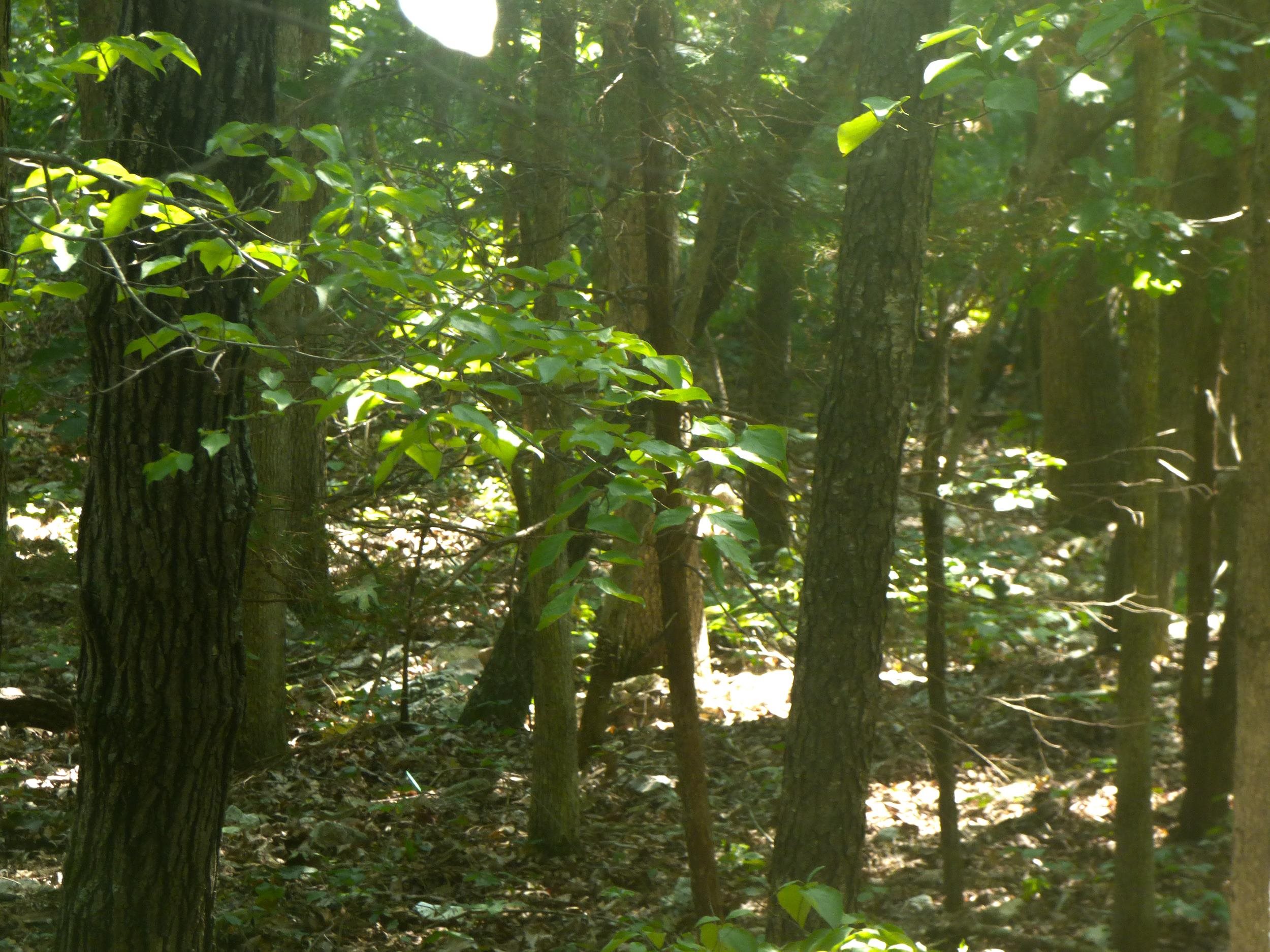  Chesapeake  Cherokee Village, AR