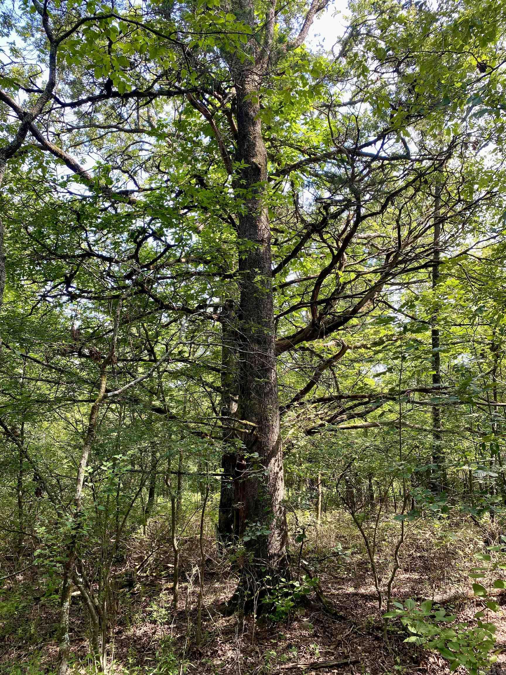 TBD Wildwood Trail  Ozark, AR