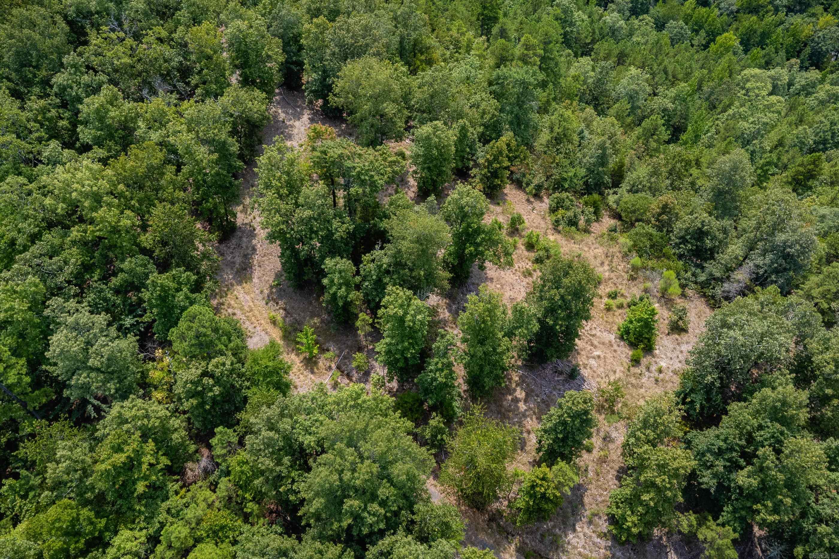 39 Golden Eagle  Paron, AR