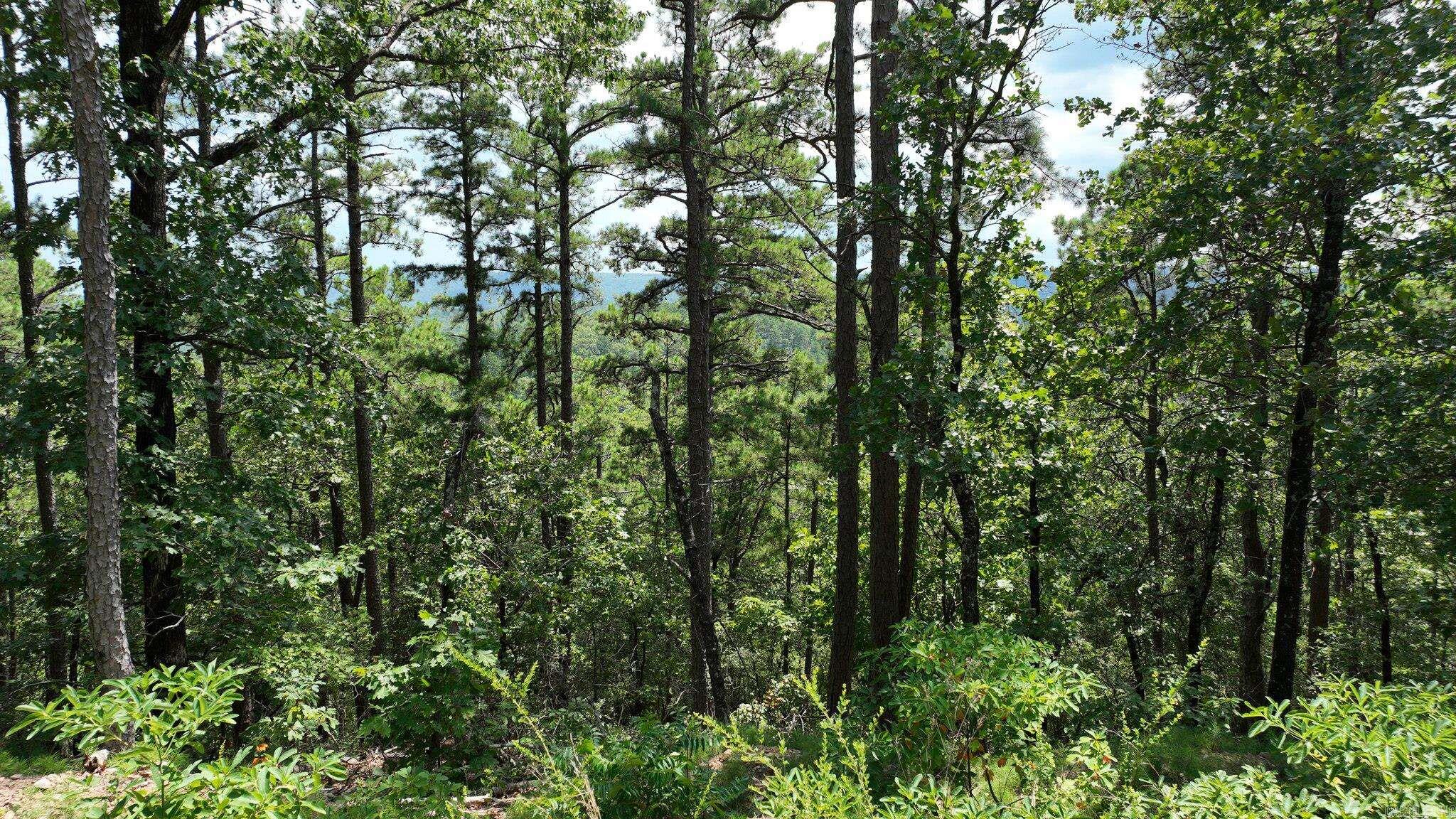 TBD Magic Pine Lane  Mena, AR