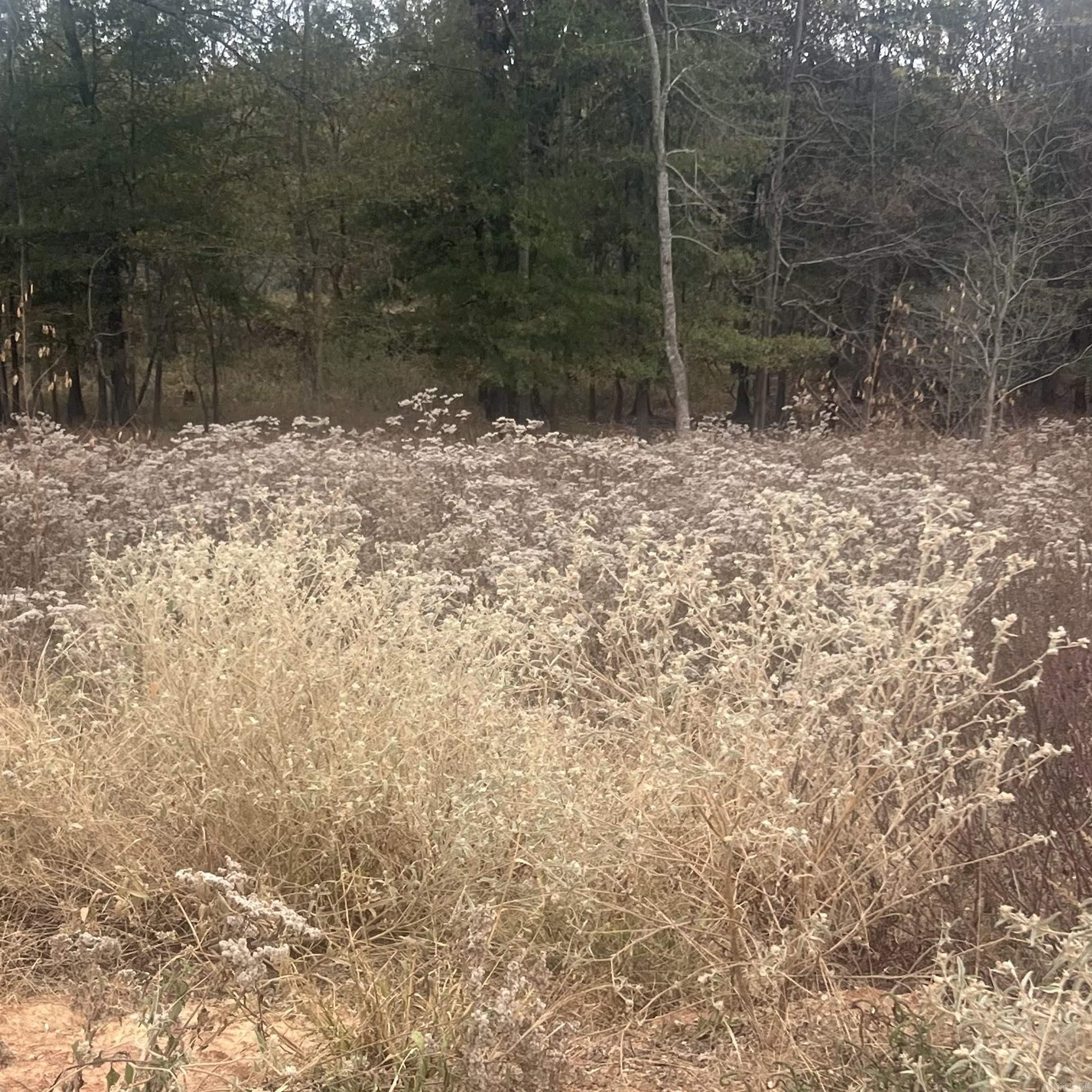 523 Corondelet Lane  Maumelle, AR