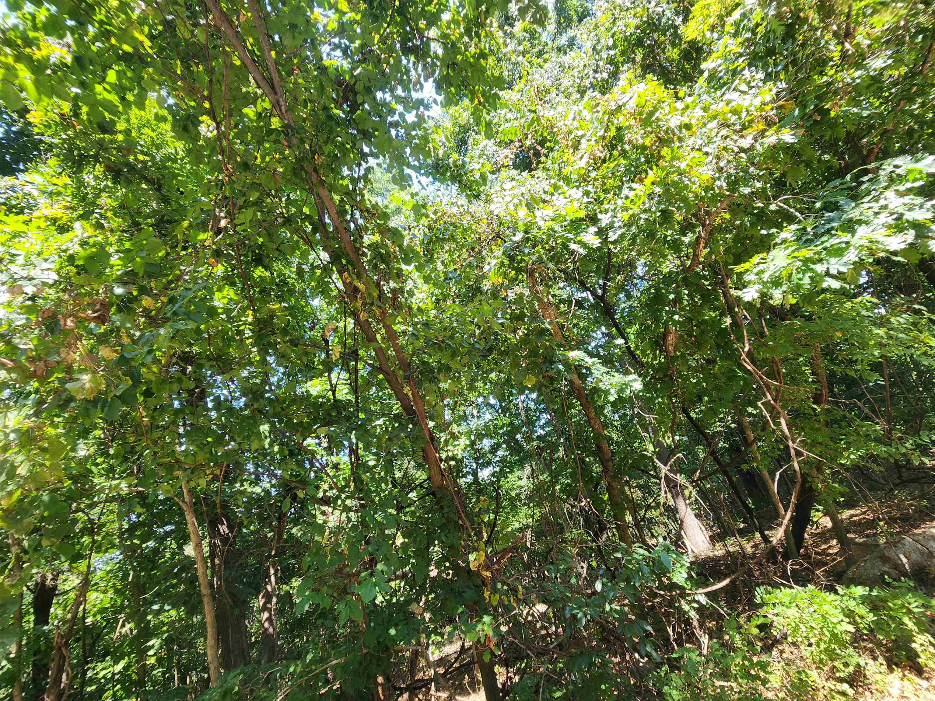 L28, B6 Zia  Cherokee Village, AR