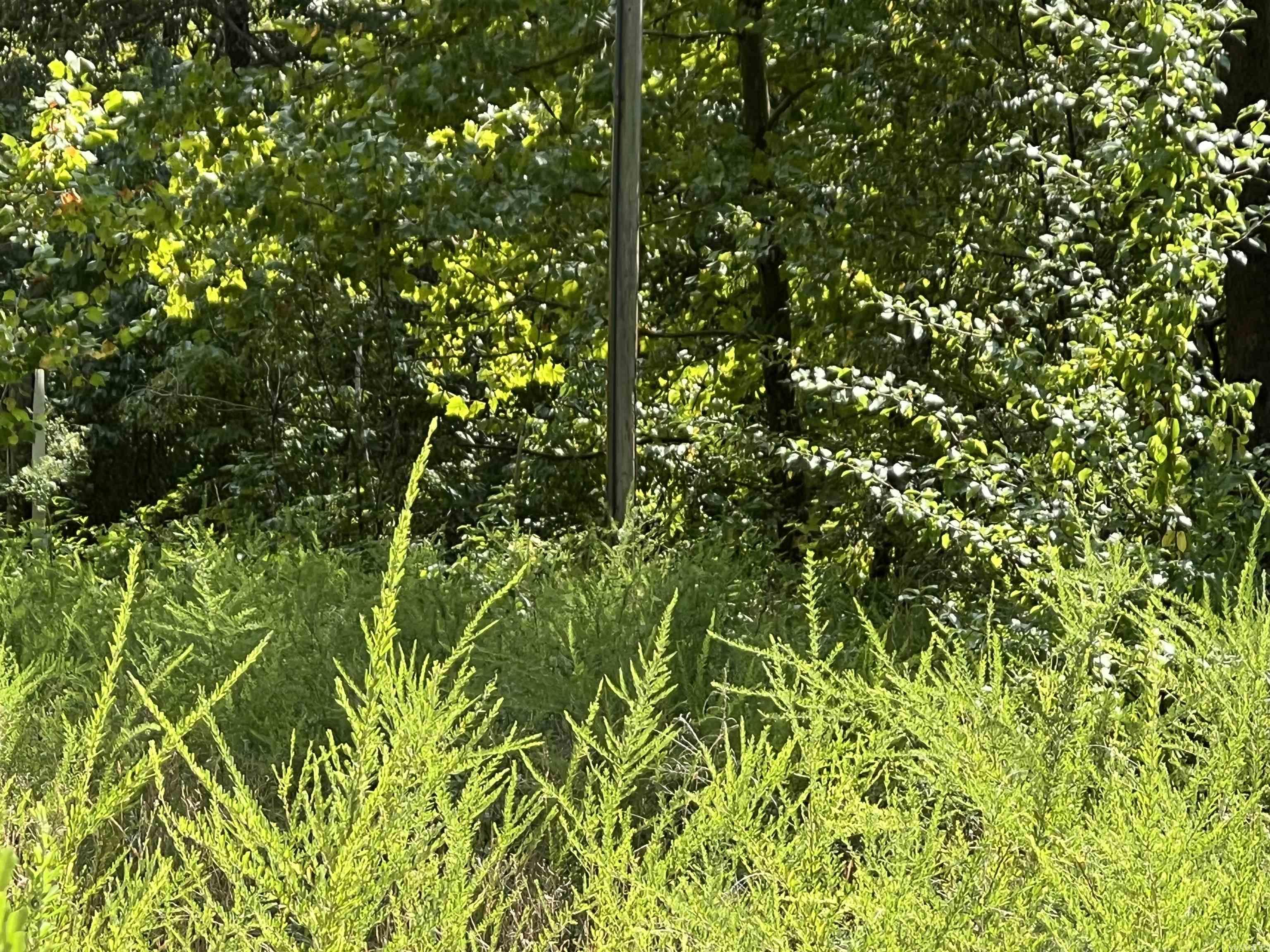 528 Black Oak Road  Mammoth Spring, AR