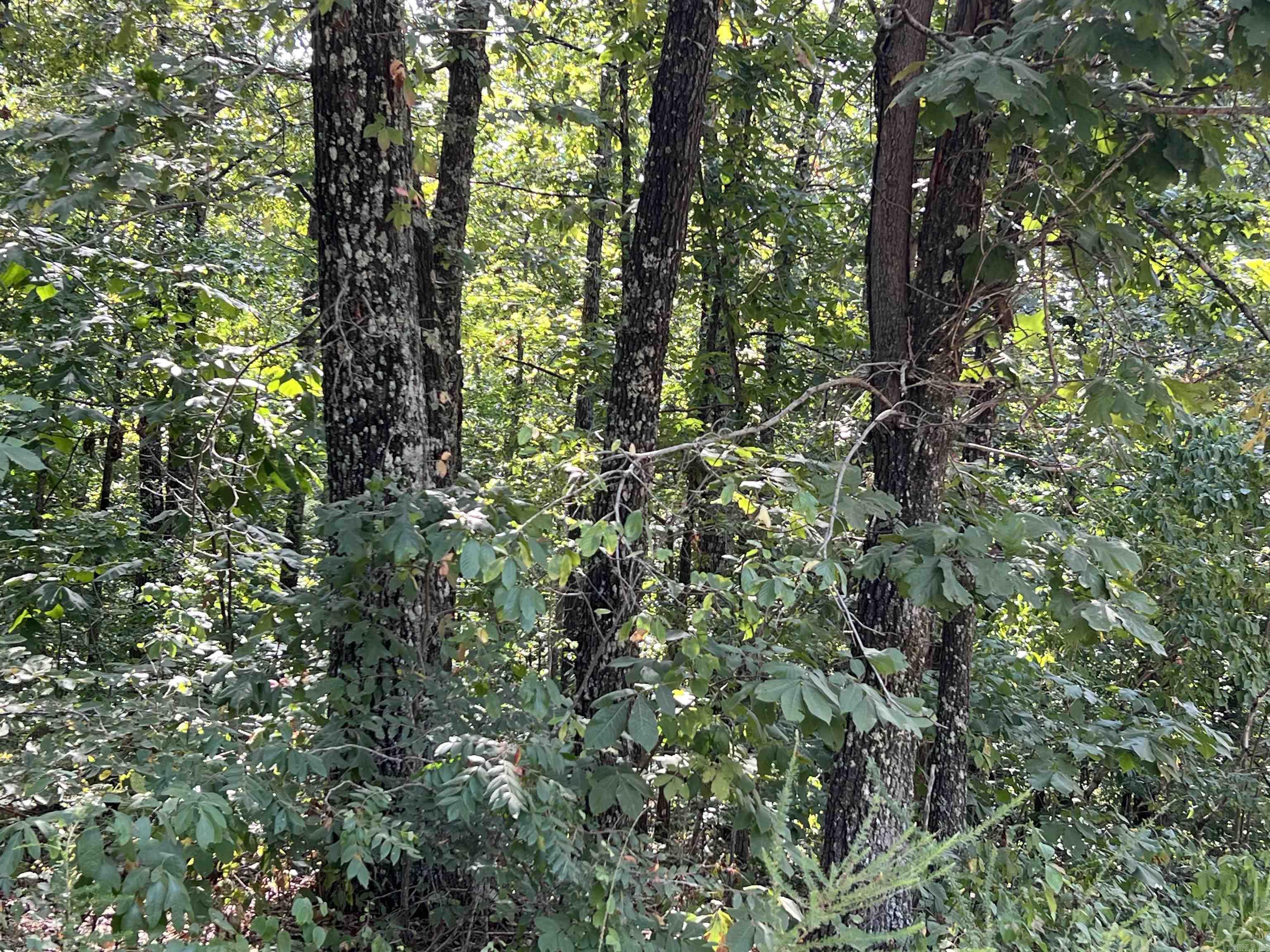 528 Black Oak Road  Mammoth Spring, AR