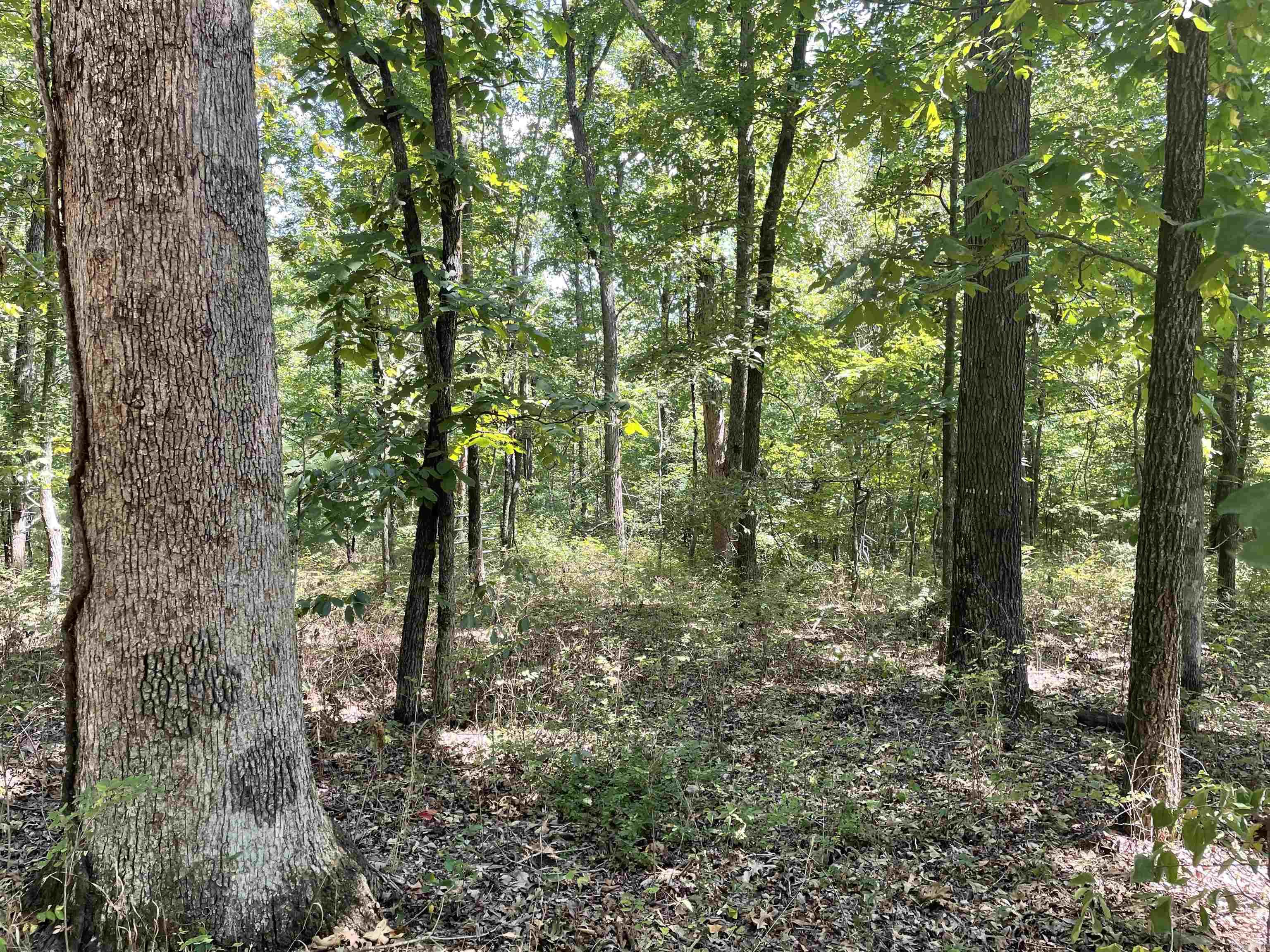 000 Gaylor Rd  Mountain View, AR