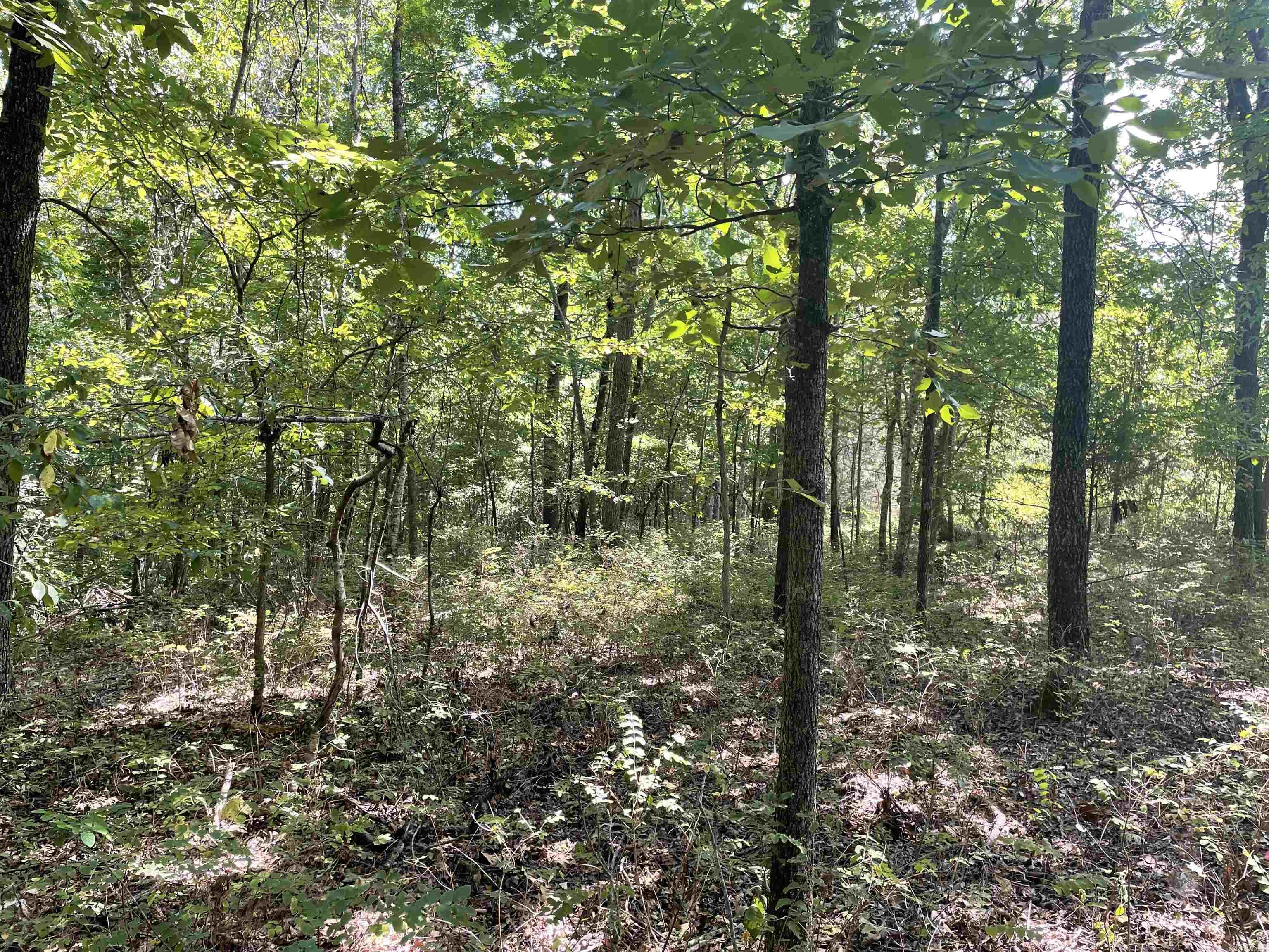 000 Gaylor Rd  Mountain View, AR