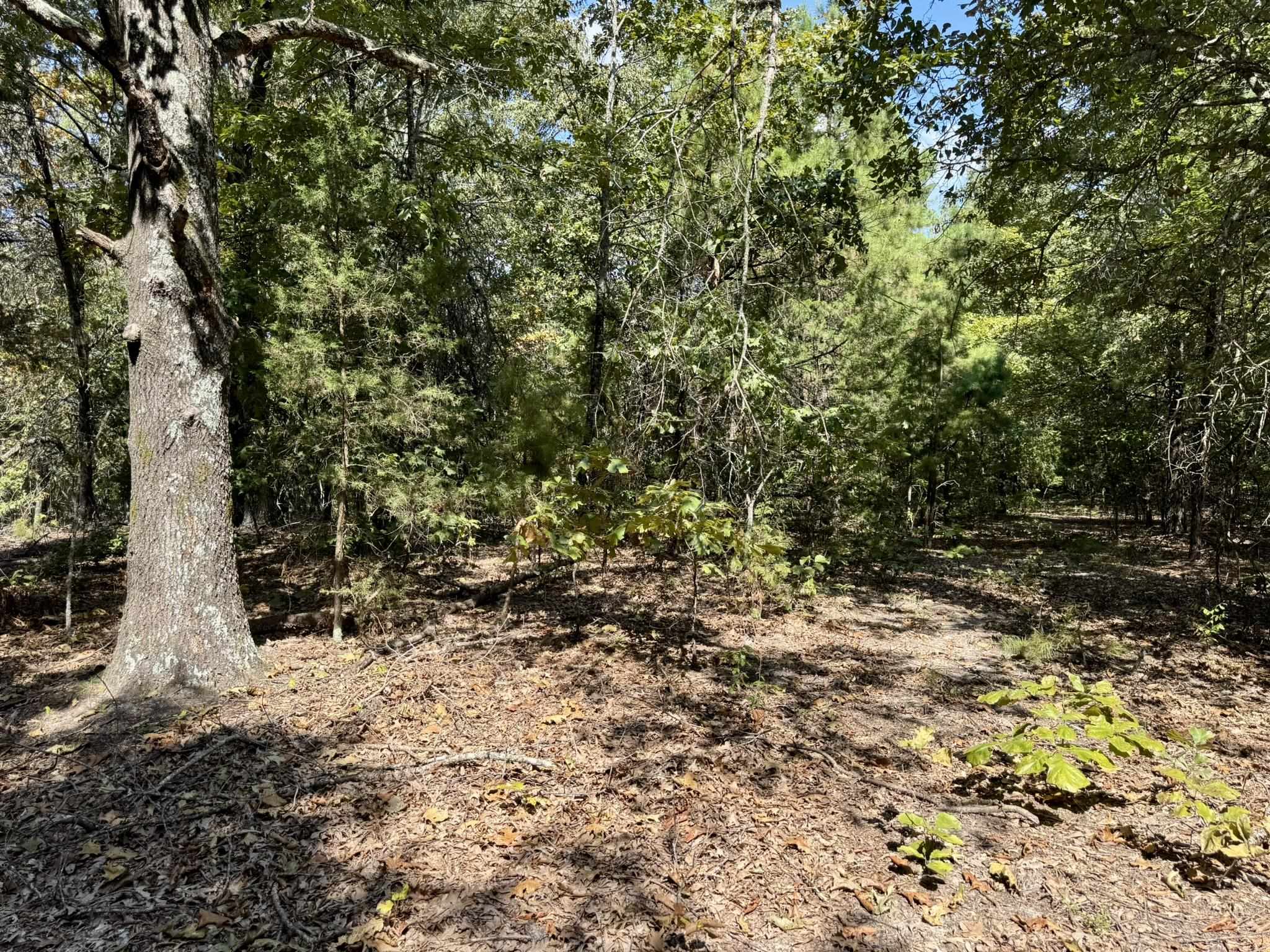 800 Foster Drive  Violet Hill, AR