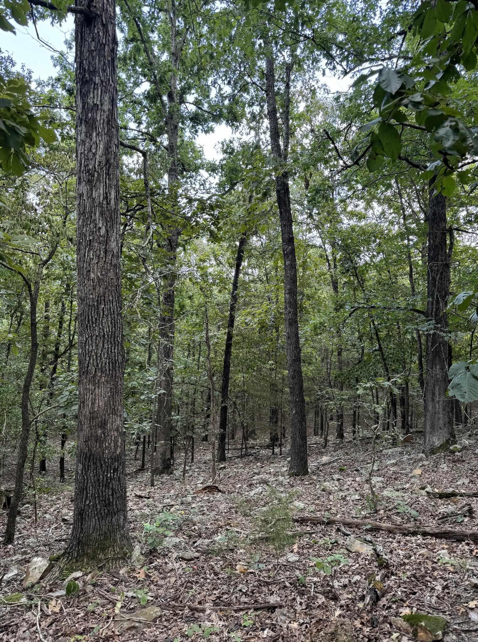 1591 AR hwy 115  Smithville, AR