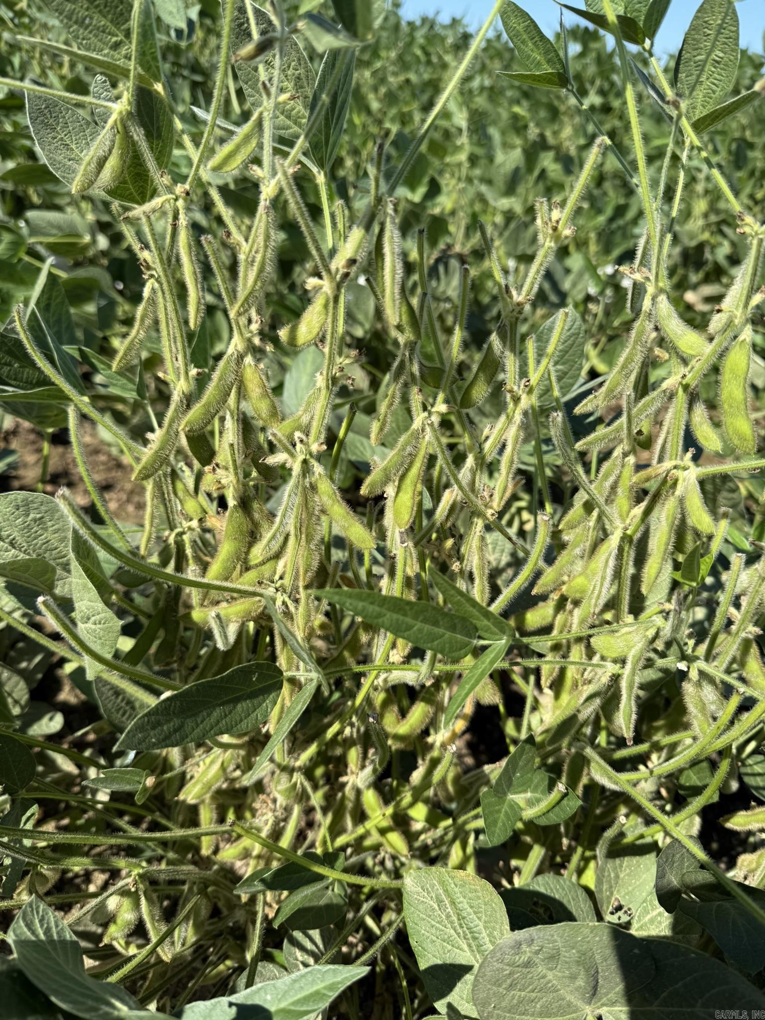 293 E Sidney Noble  DeWitt, AR