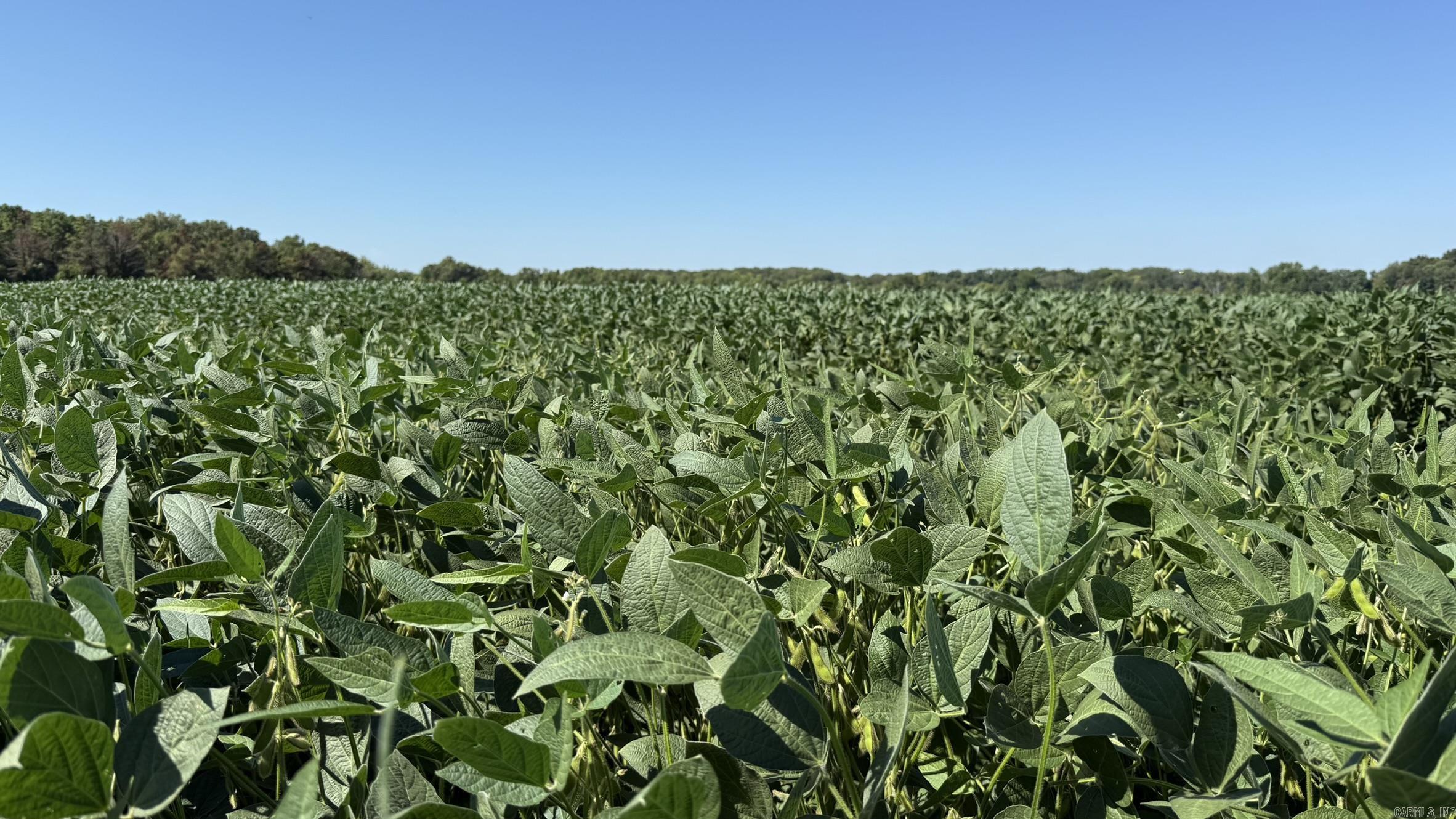 293 E Sidney Noble  DeWitt, AR