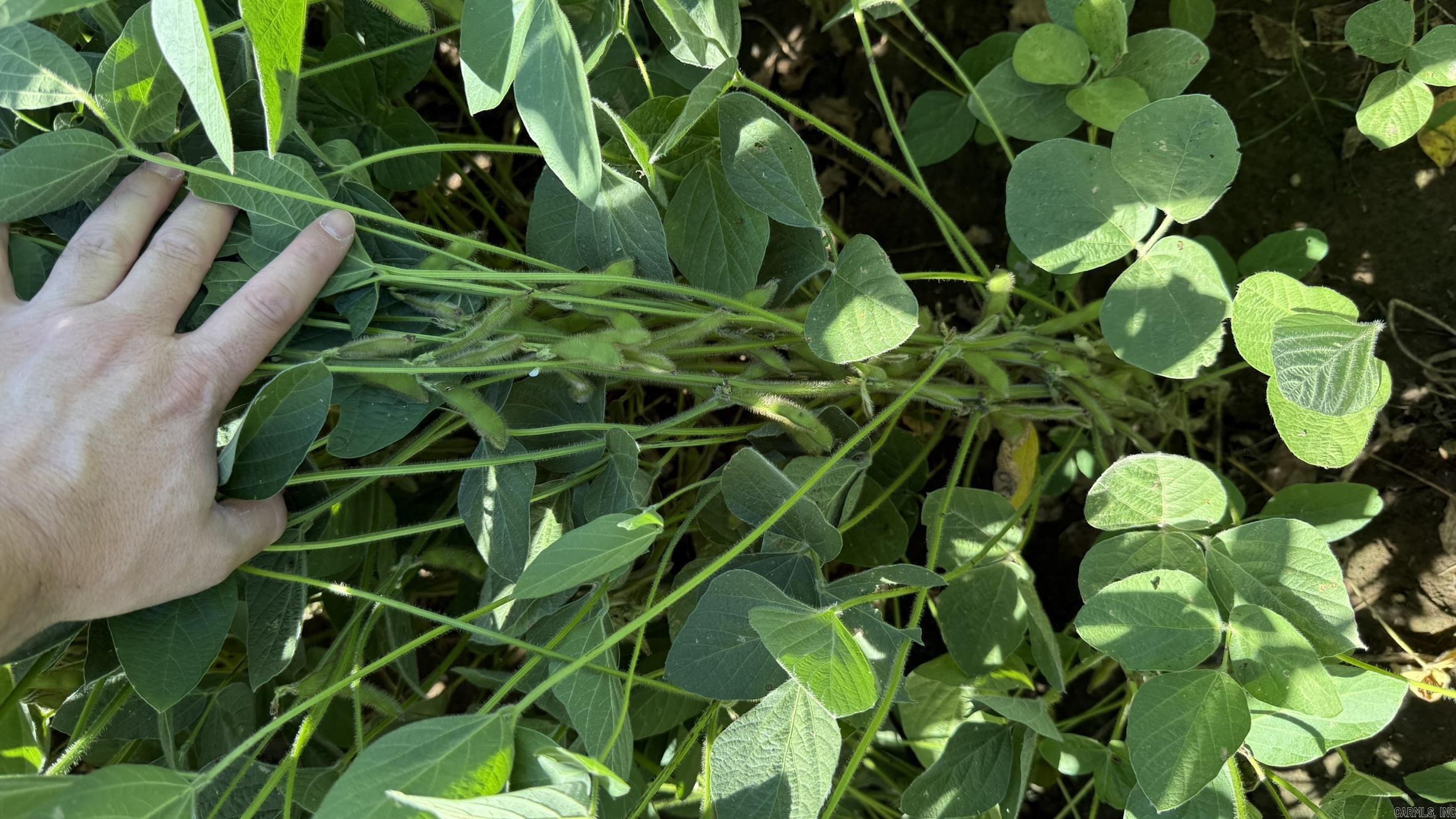 293 E Sidney Noble  DeWitt, AR