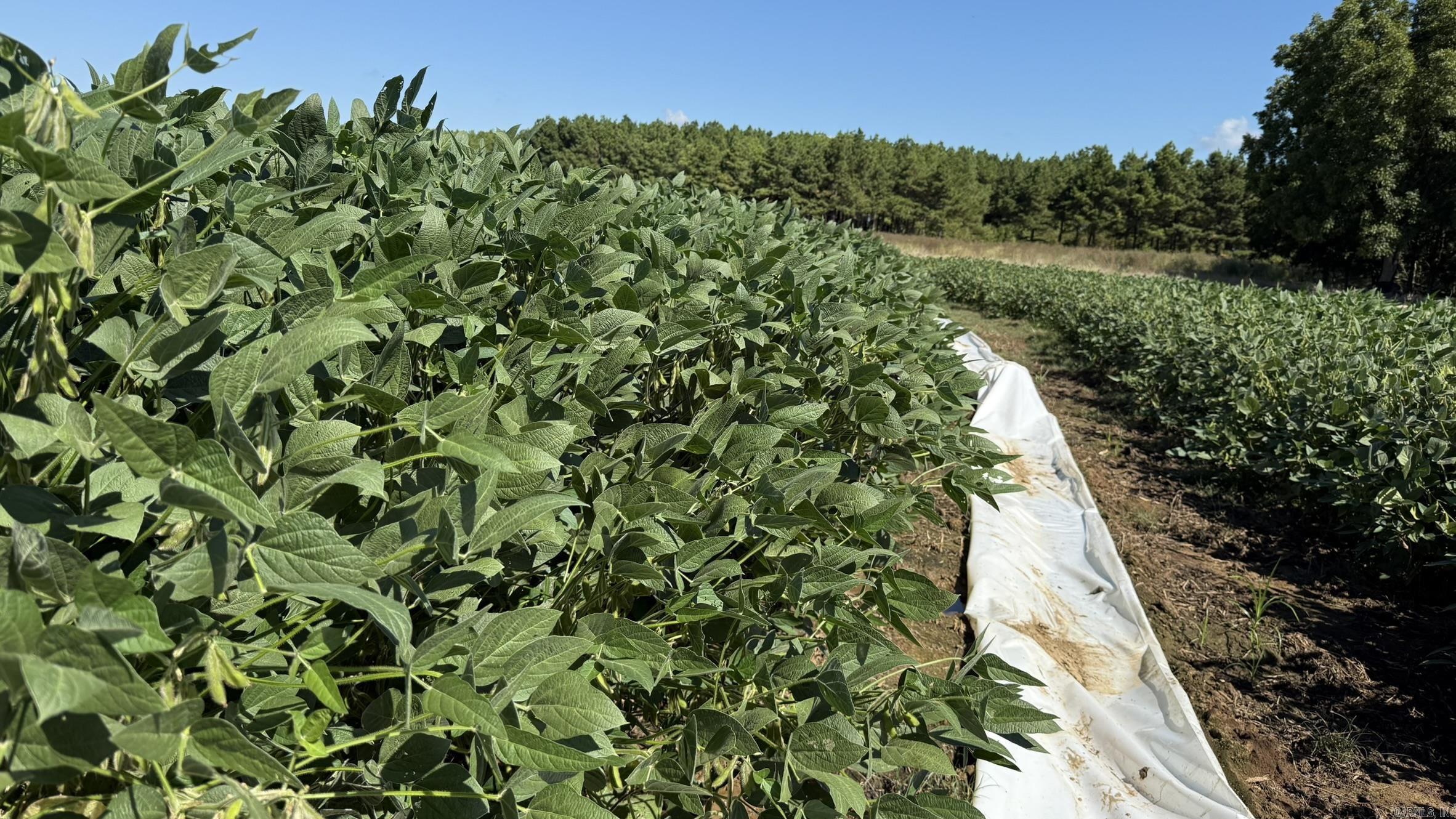 293 E Sidney Noble  DeWitt, AR