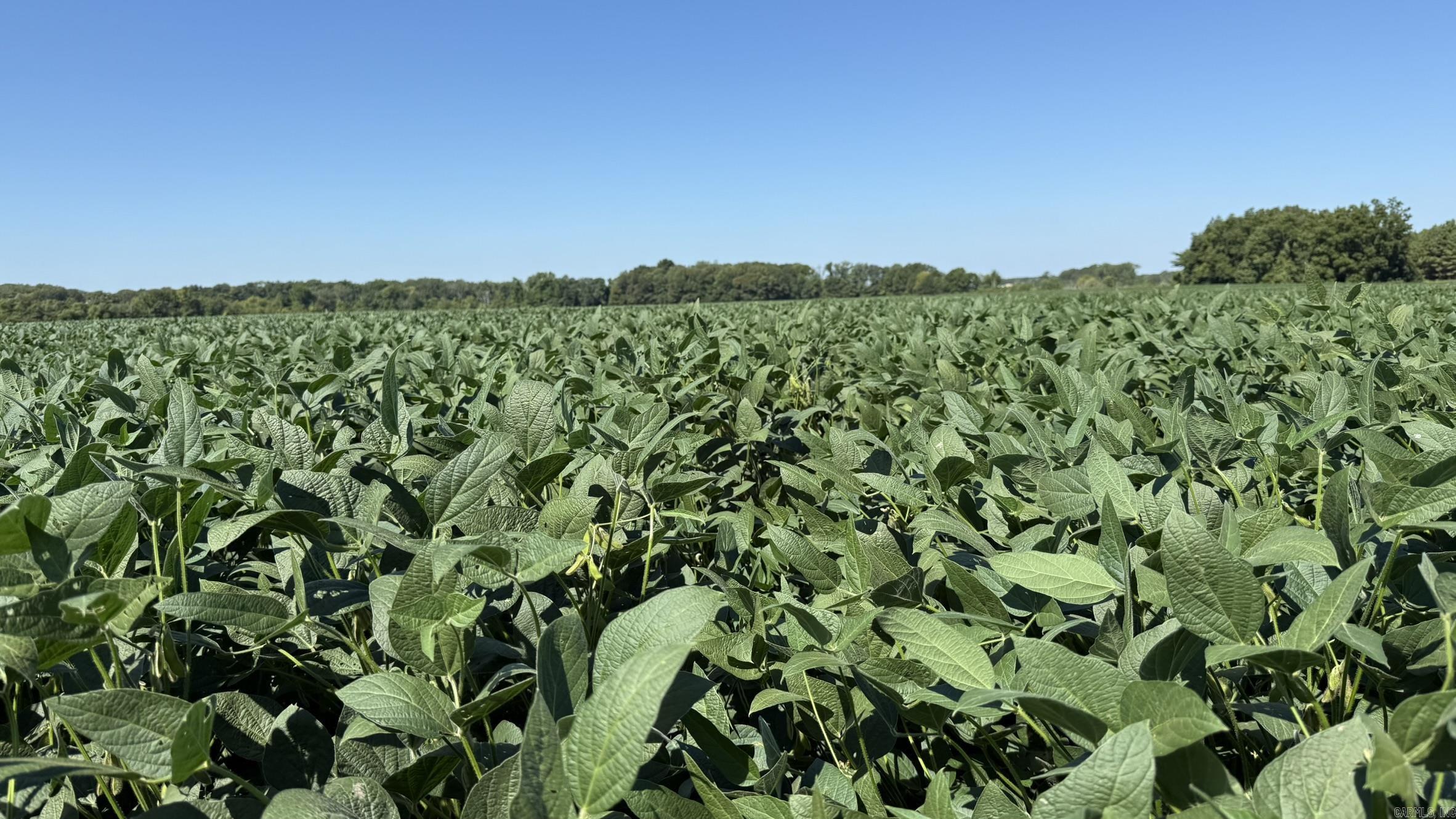 293 E Sidney Noble  DeWitt, AR