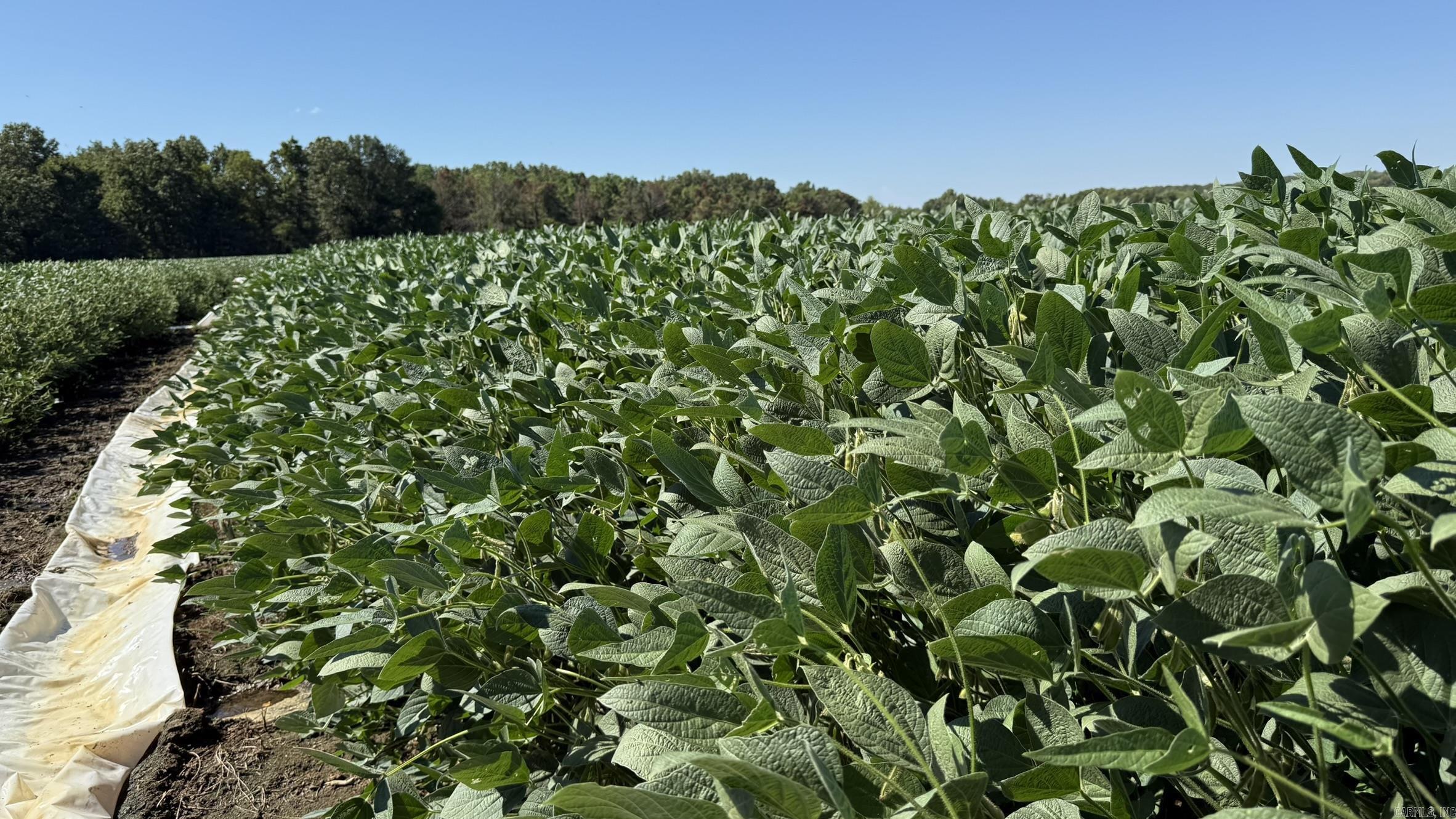 293 E Sidney Noble  DeWitt, AR