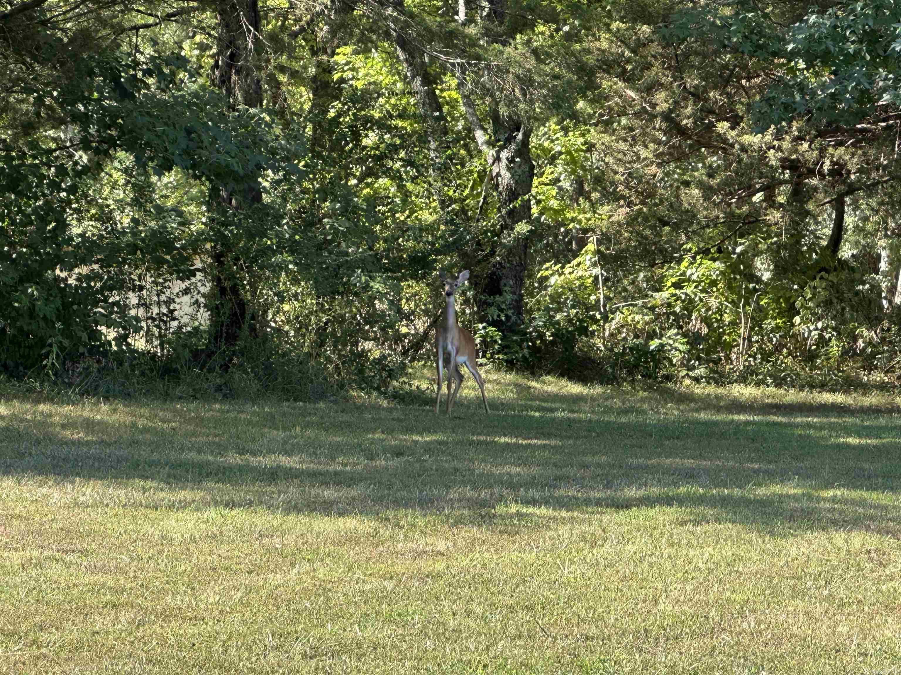 8798 Hwy. 254 E.  Dennard, AR