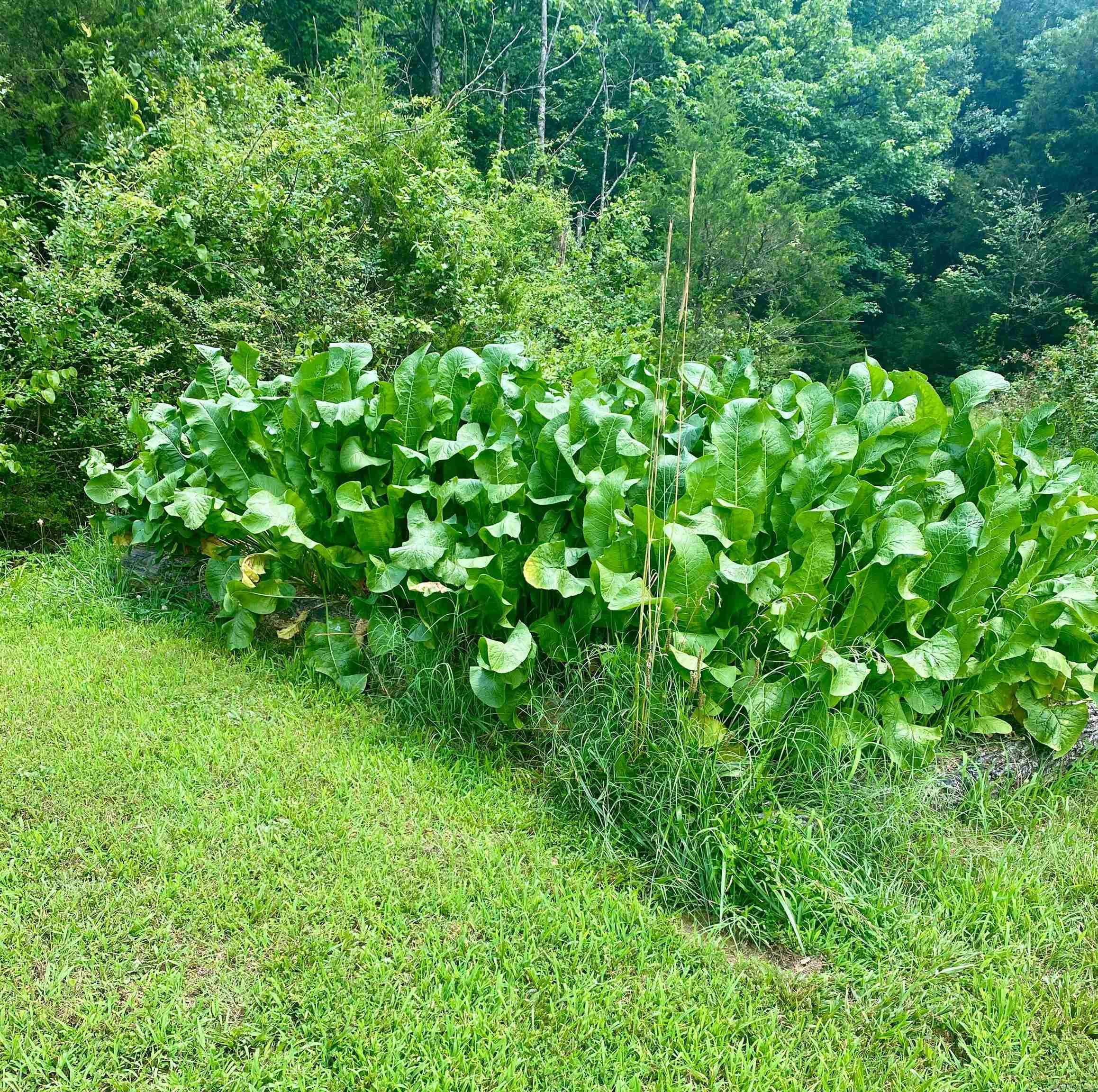 8798 Hwy. 254 E.  Dennard, AR