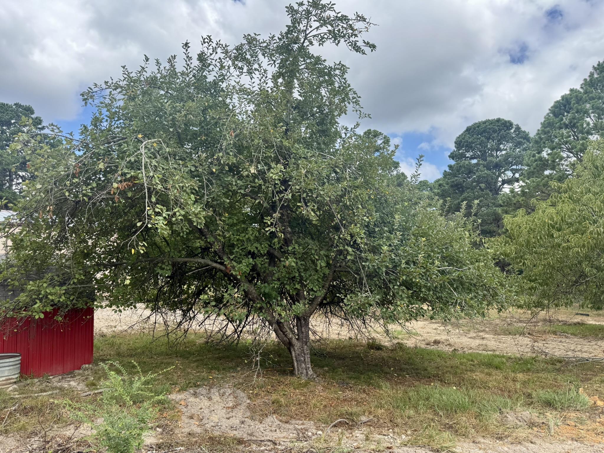 398 Pine Tree Road  Oxford, AR