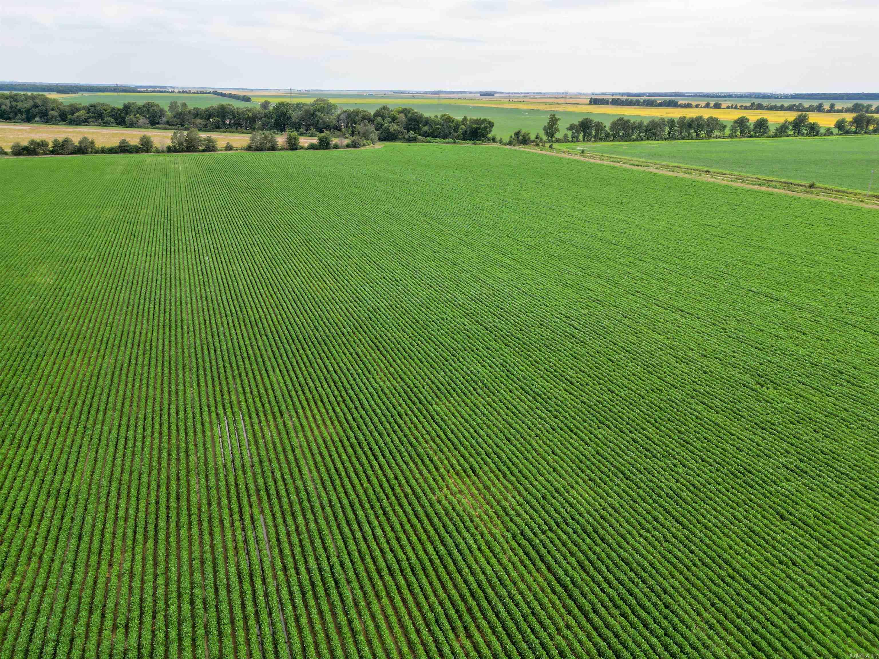 41 Acres County Road 425  Jonesboro, AR