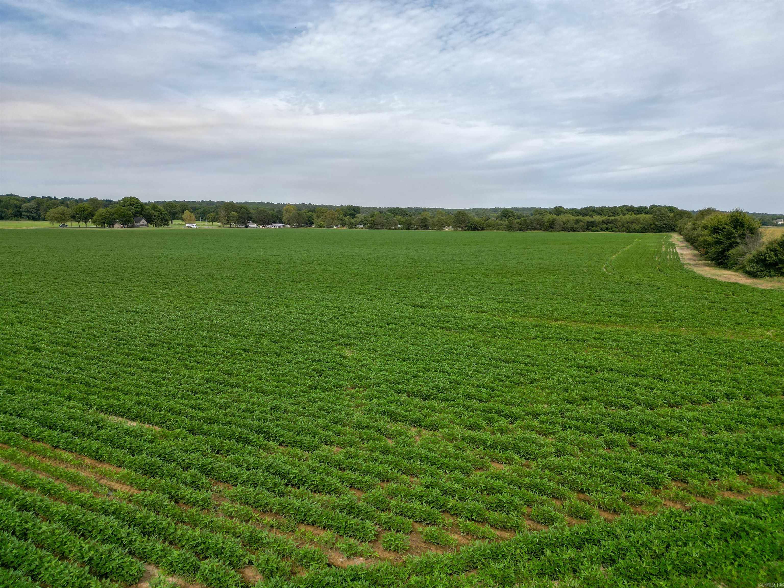 41 Acres County Road 425  Jonesboro, AR