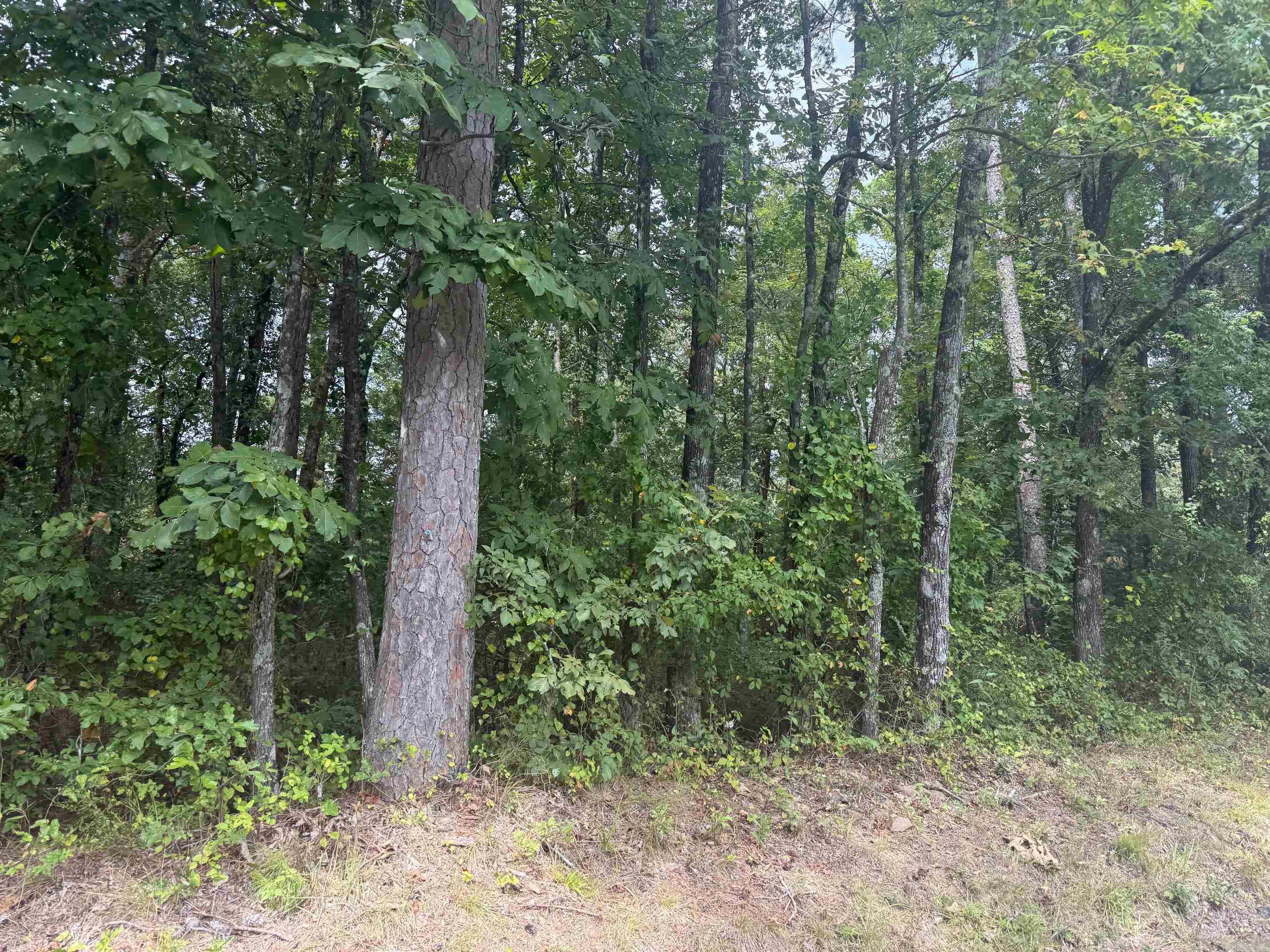 TBD Wertz St  Mena, AR
