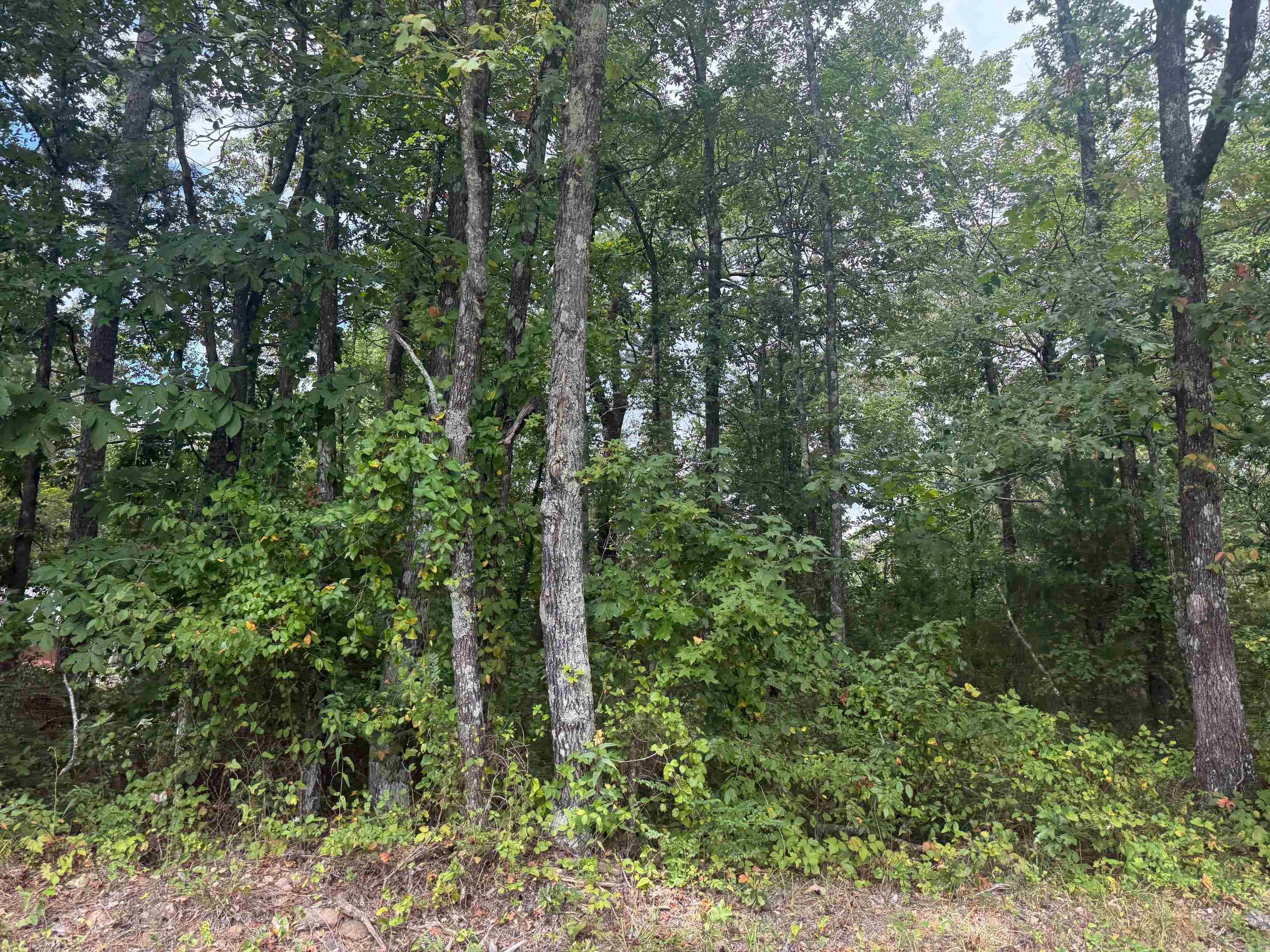 TBD Wertz St  Mena, AR