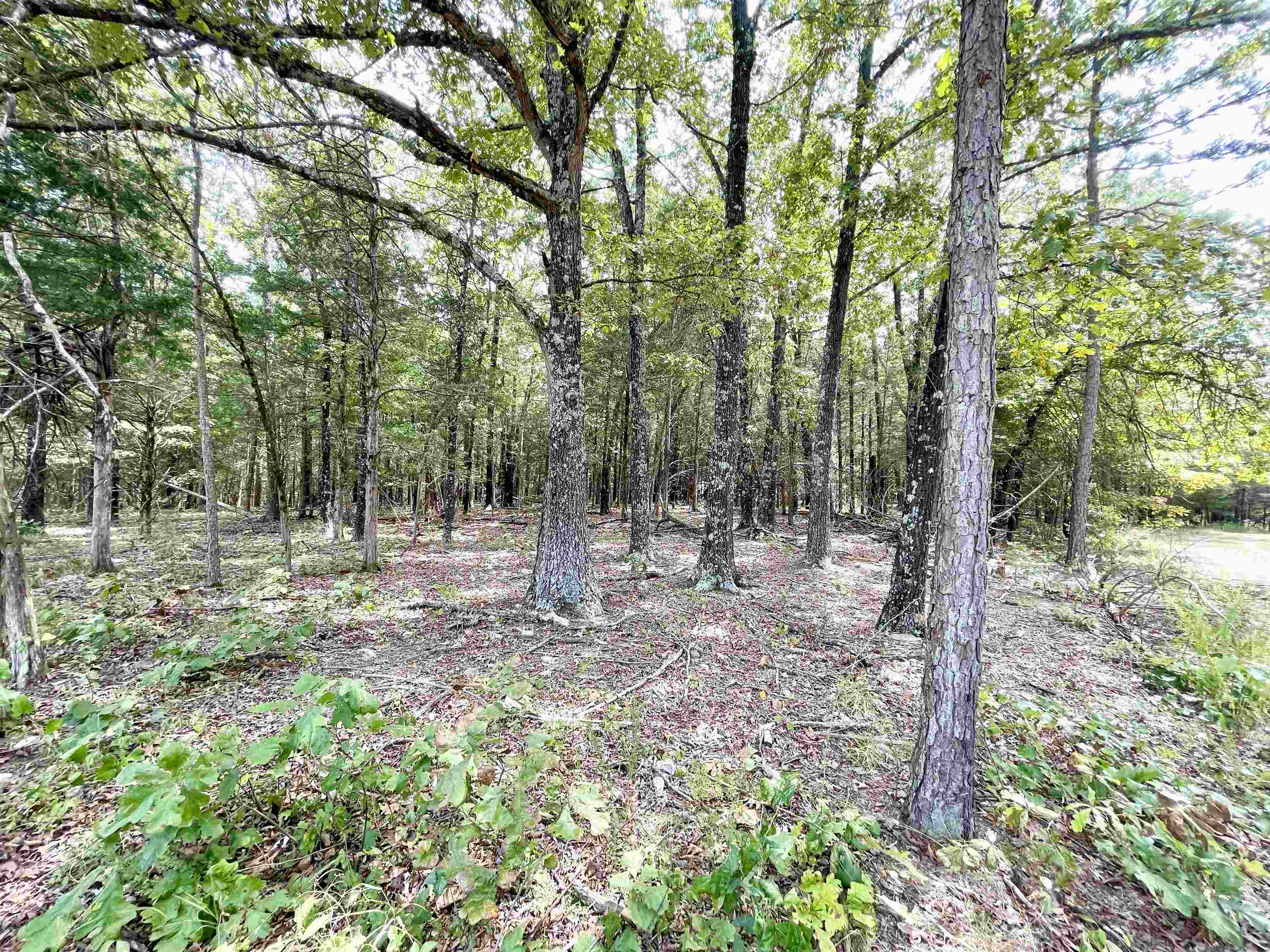 9238 Elizabeth  Viola, AR