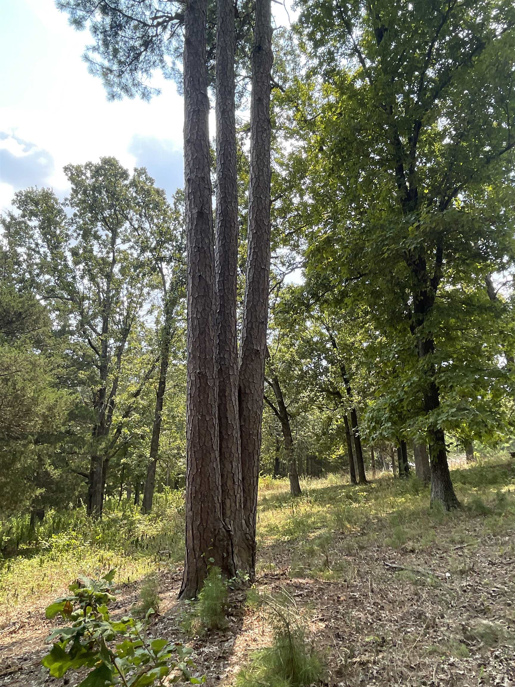 9238 Elizabeth  Viola, AR
