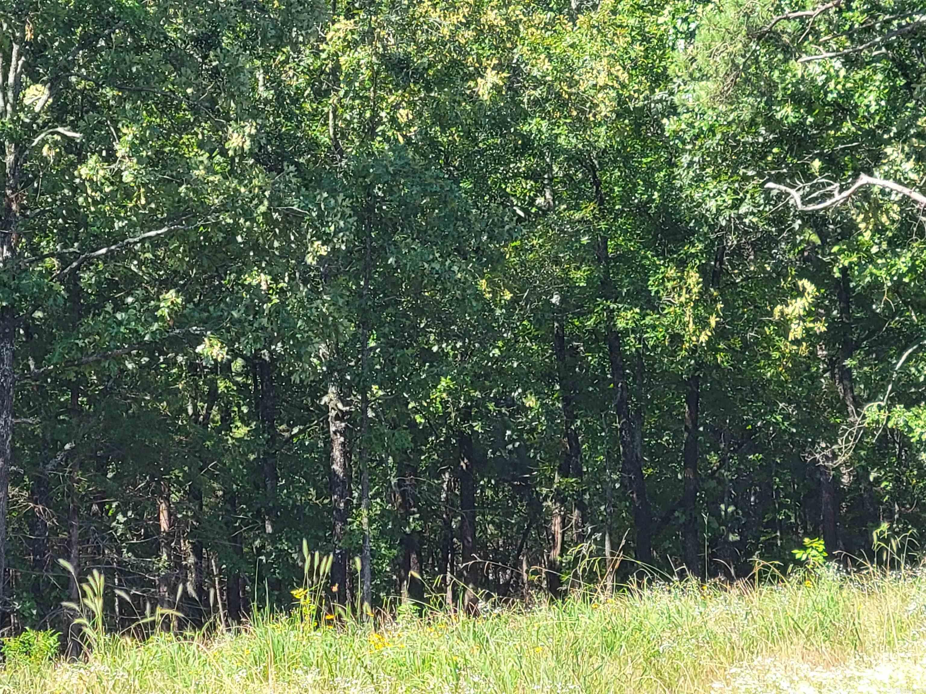 425 Stone Mountain  Conway, AR