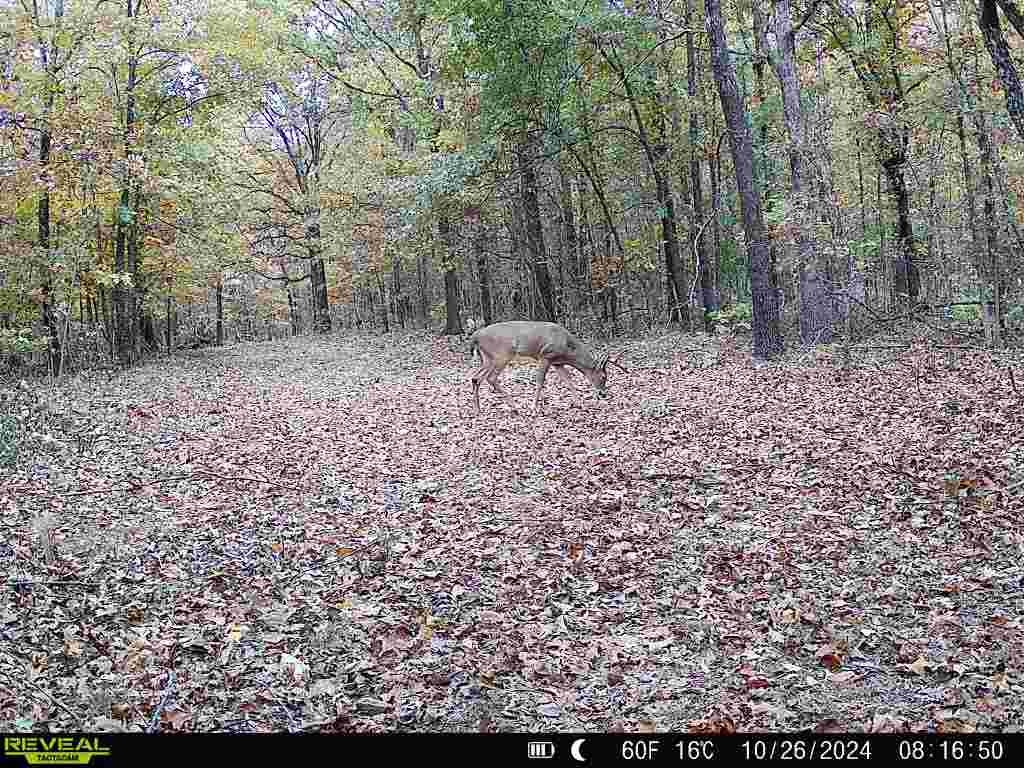 186A Williamson Trail  Mount Pleasant, AR