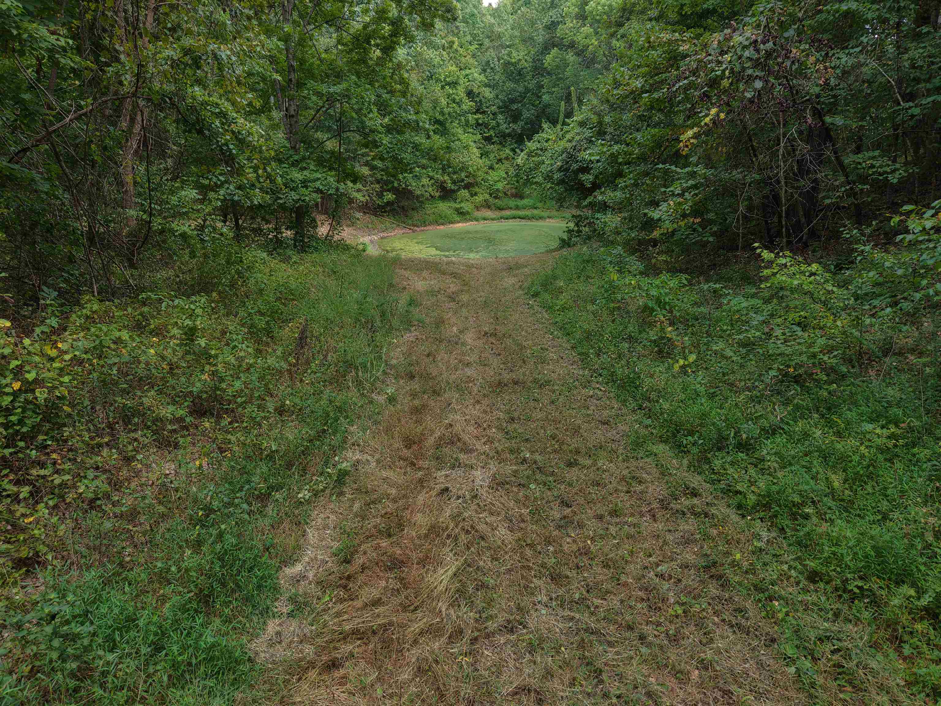 186A Williamson Trail  Mount Pleasant, AR