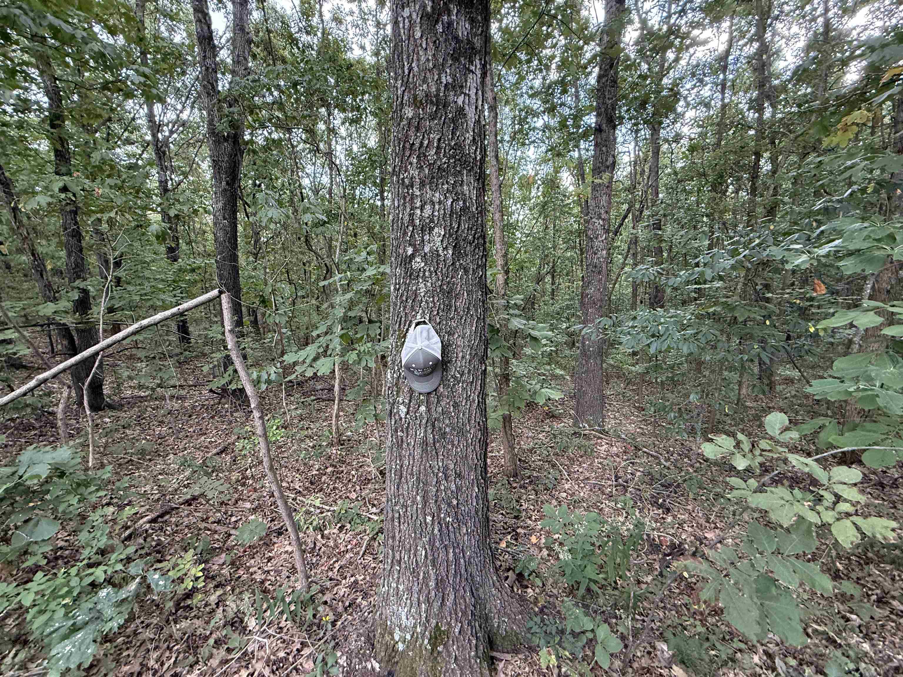 186A Williamson Trail  Mount Pleasant, AR