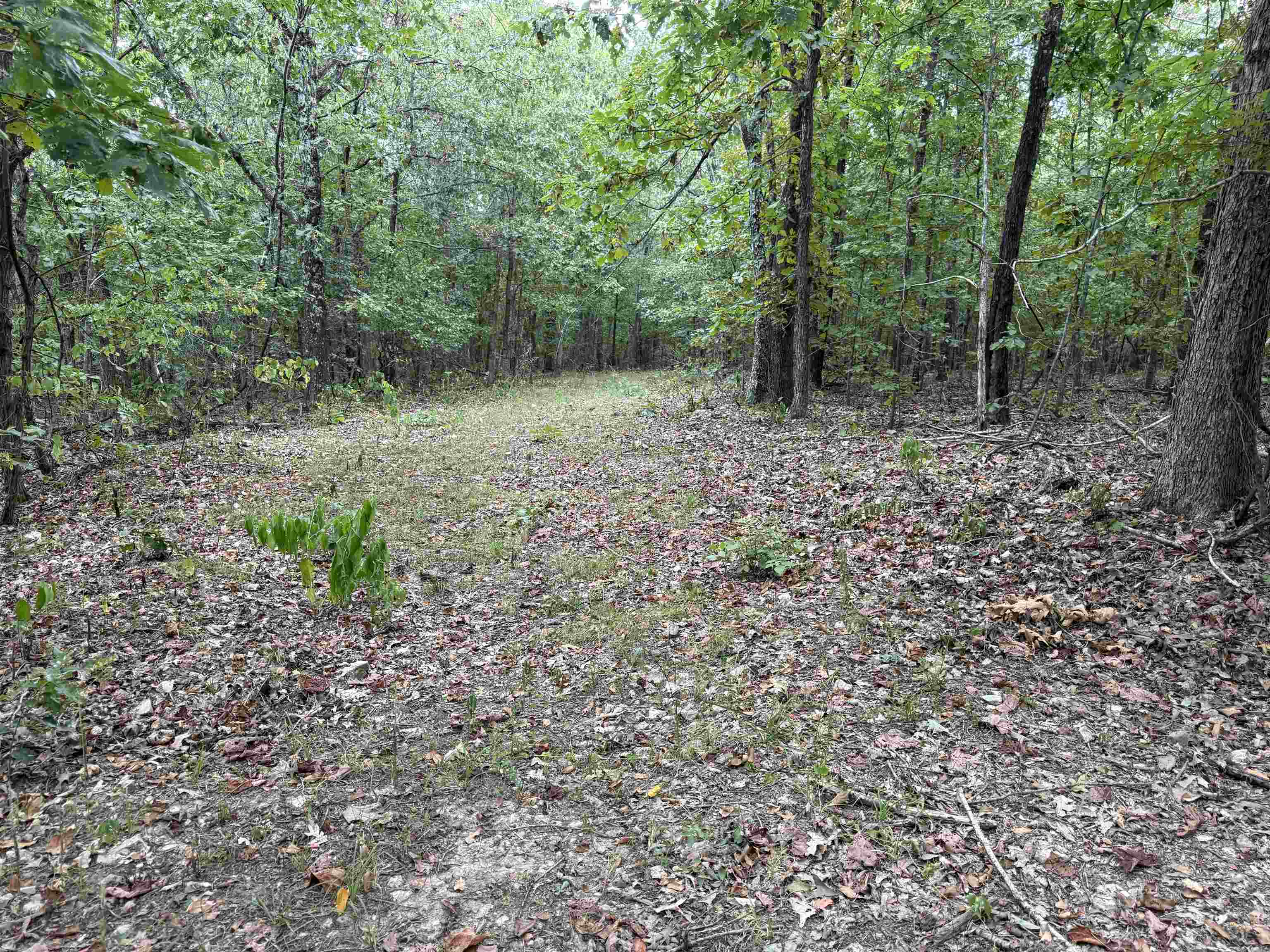 186A Williamson Trail  Mount Pleasant, AR