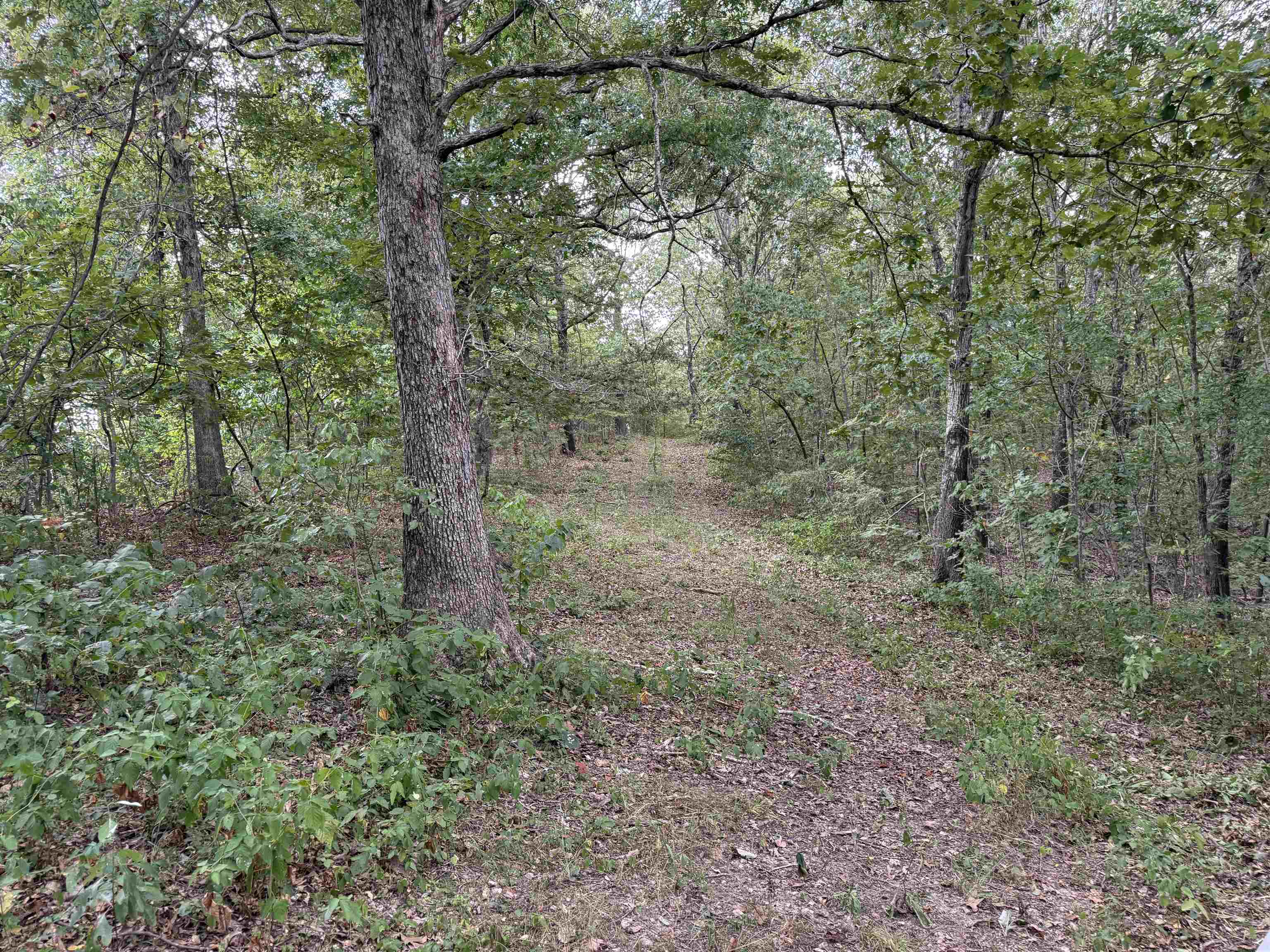 186A Williamson Trail  Mount Pleasant, AR