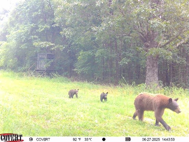 186A Williamson Trail  Mount Pleasant, AR