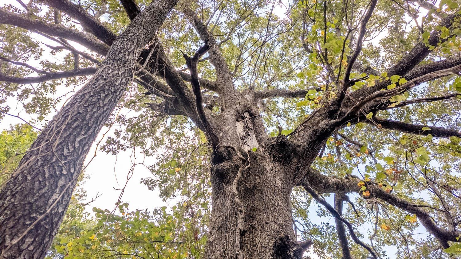 000 County Road 9640  Koshkonong, MO