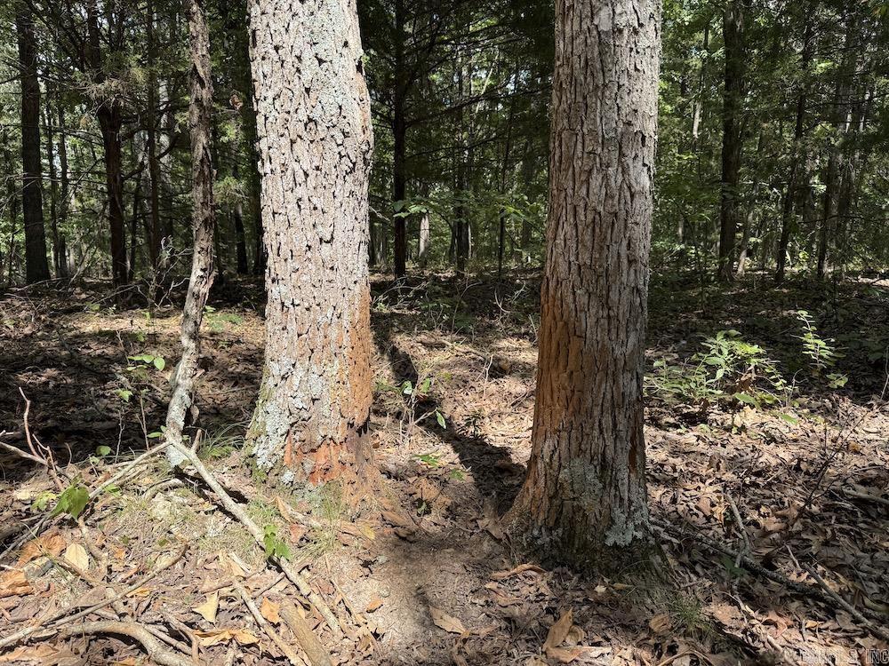 550 Hillbilly Hollow Trail  Pyatt, AR