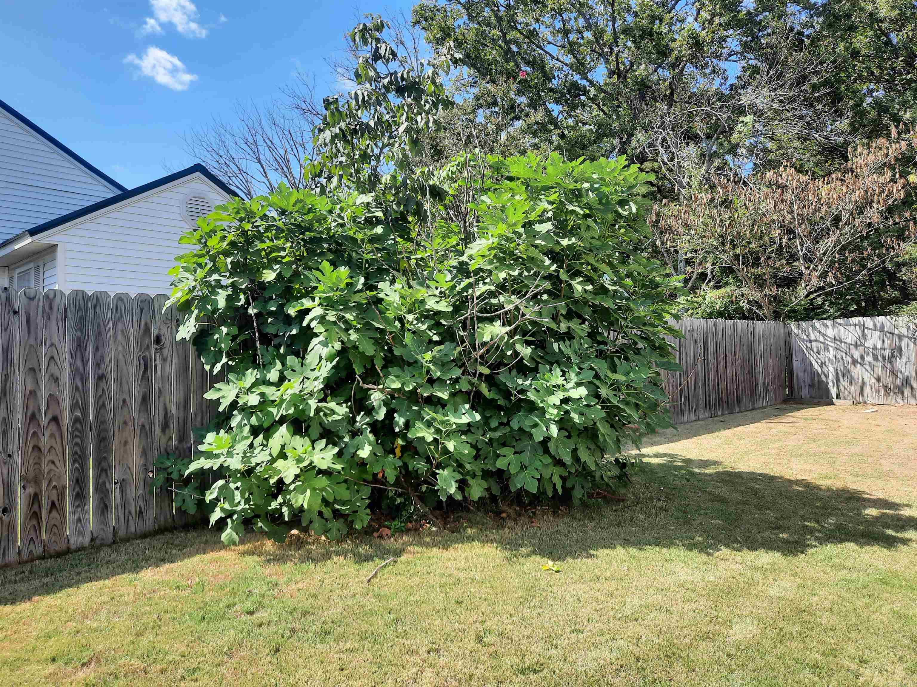 701 Clarence  Mountain View, AR