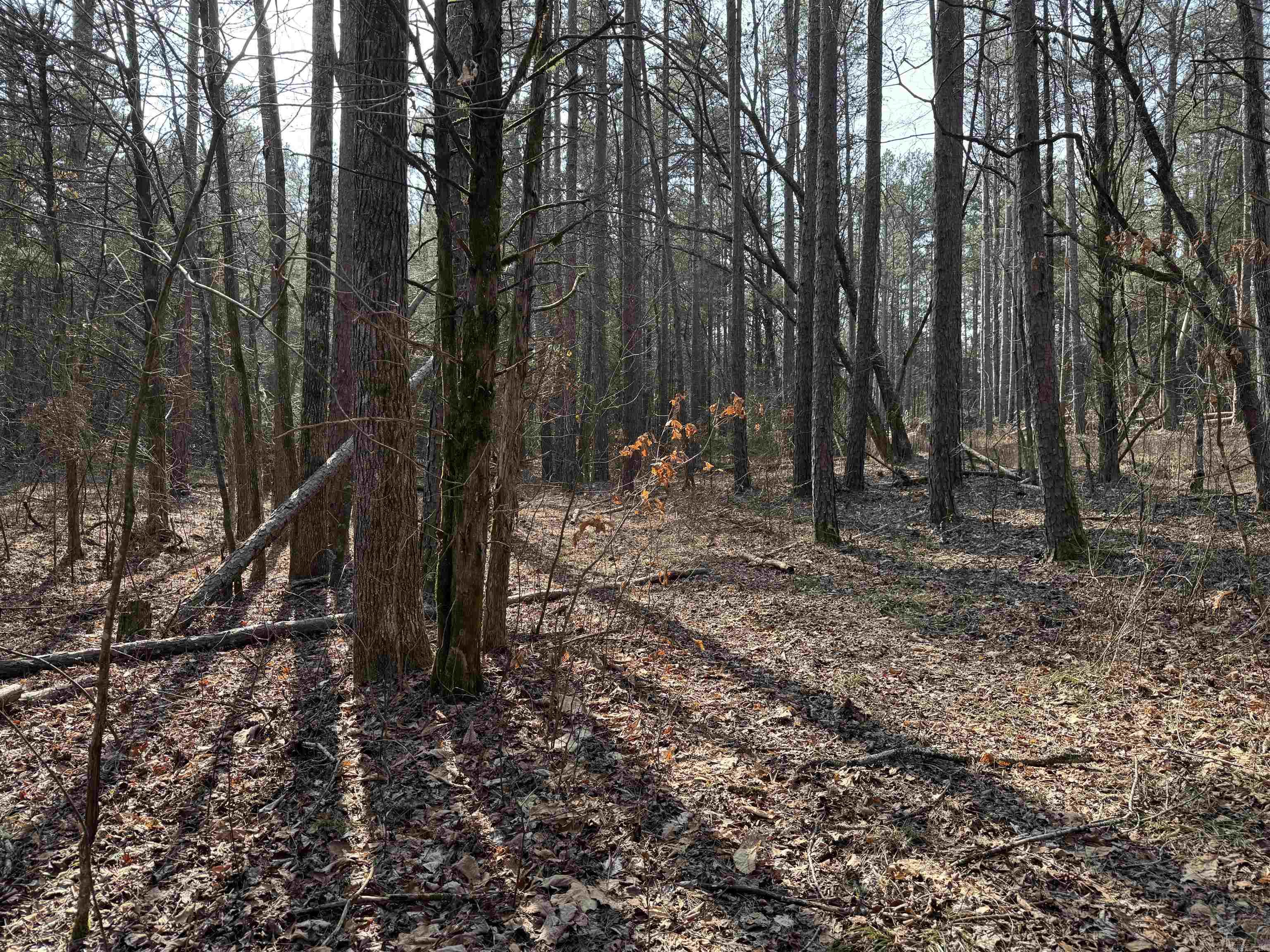 3306 Black Hill Road  Bee Branch, AR